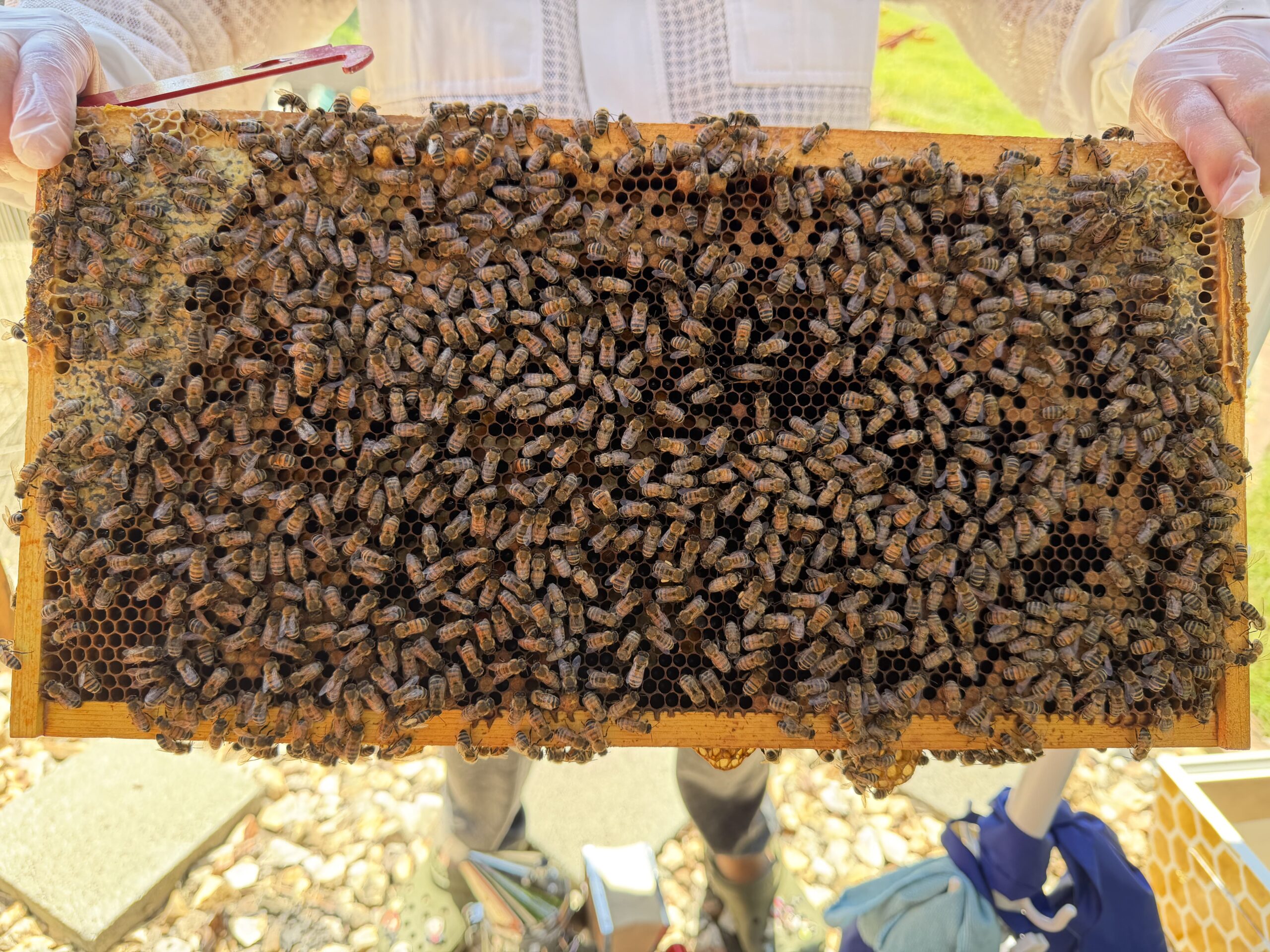 Queen frame May 24