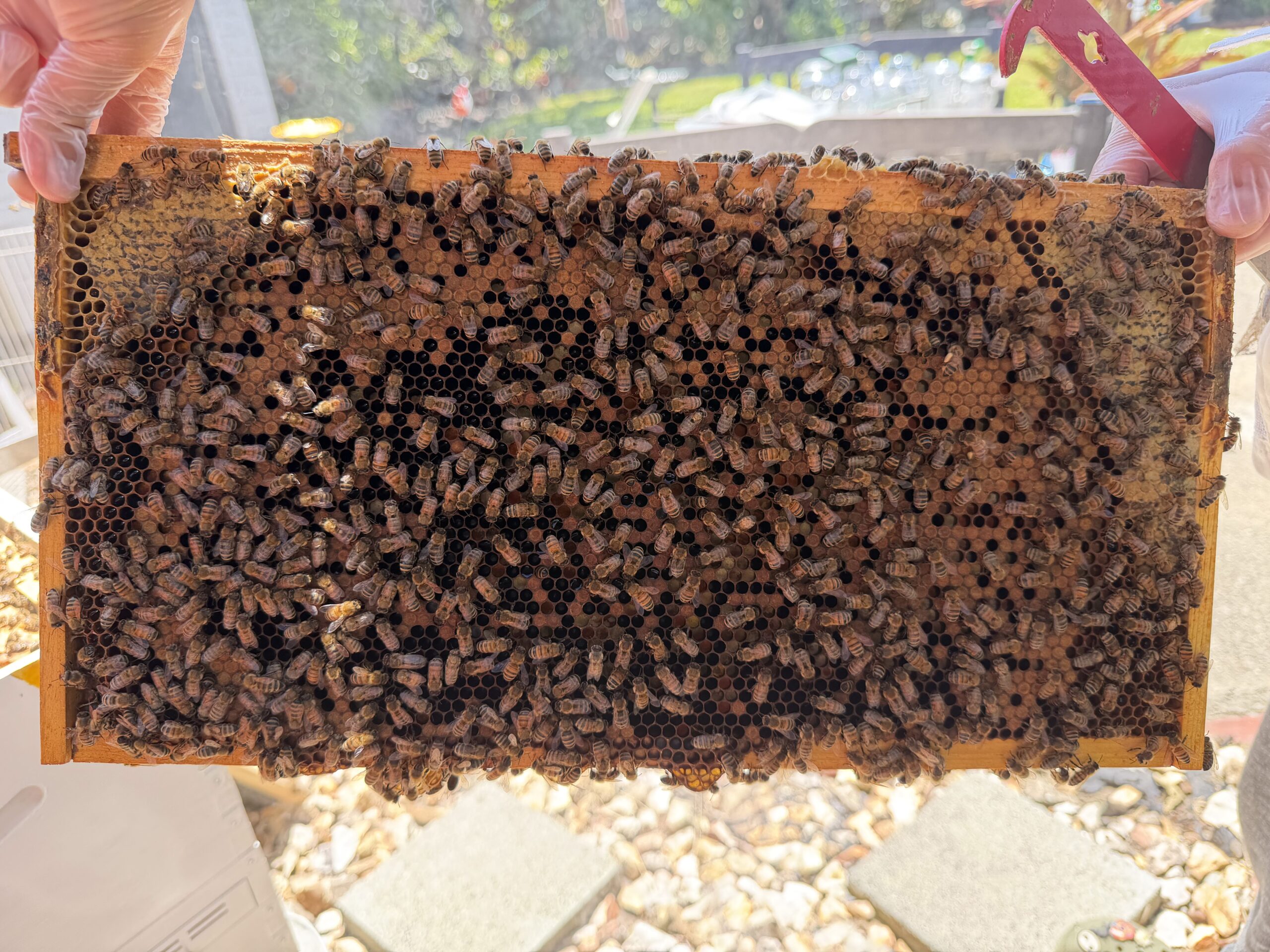 Frame 4 side B