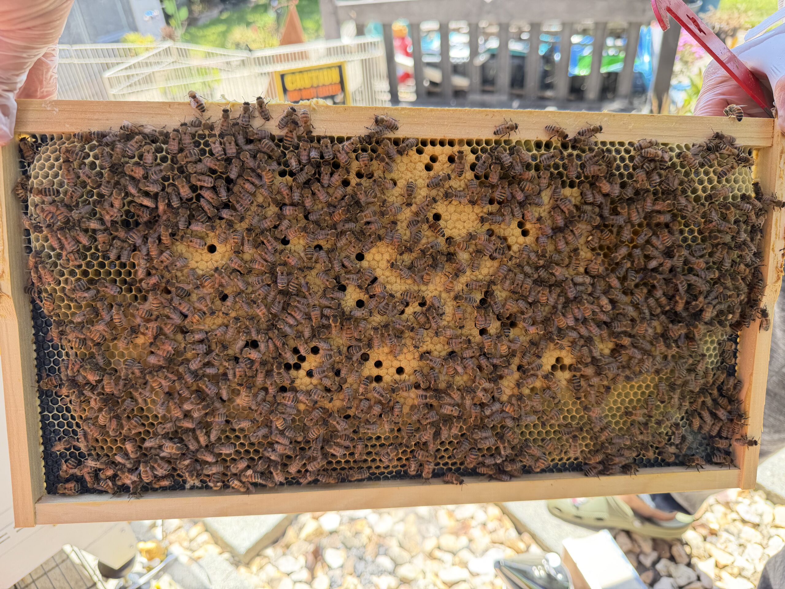 Frame 6 side B