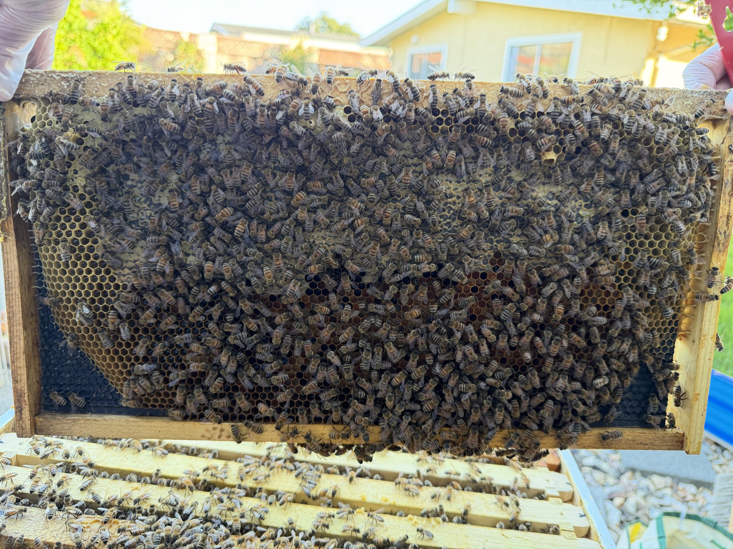 Frame 8 side B — pollen!