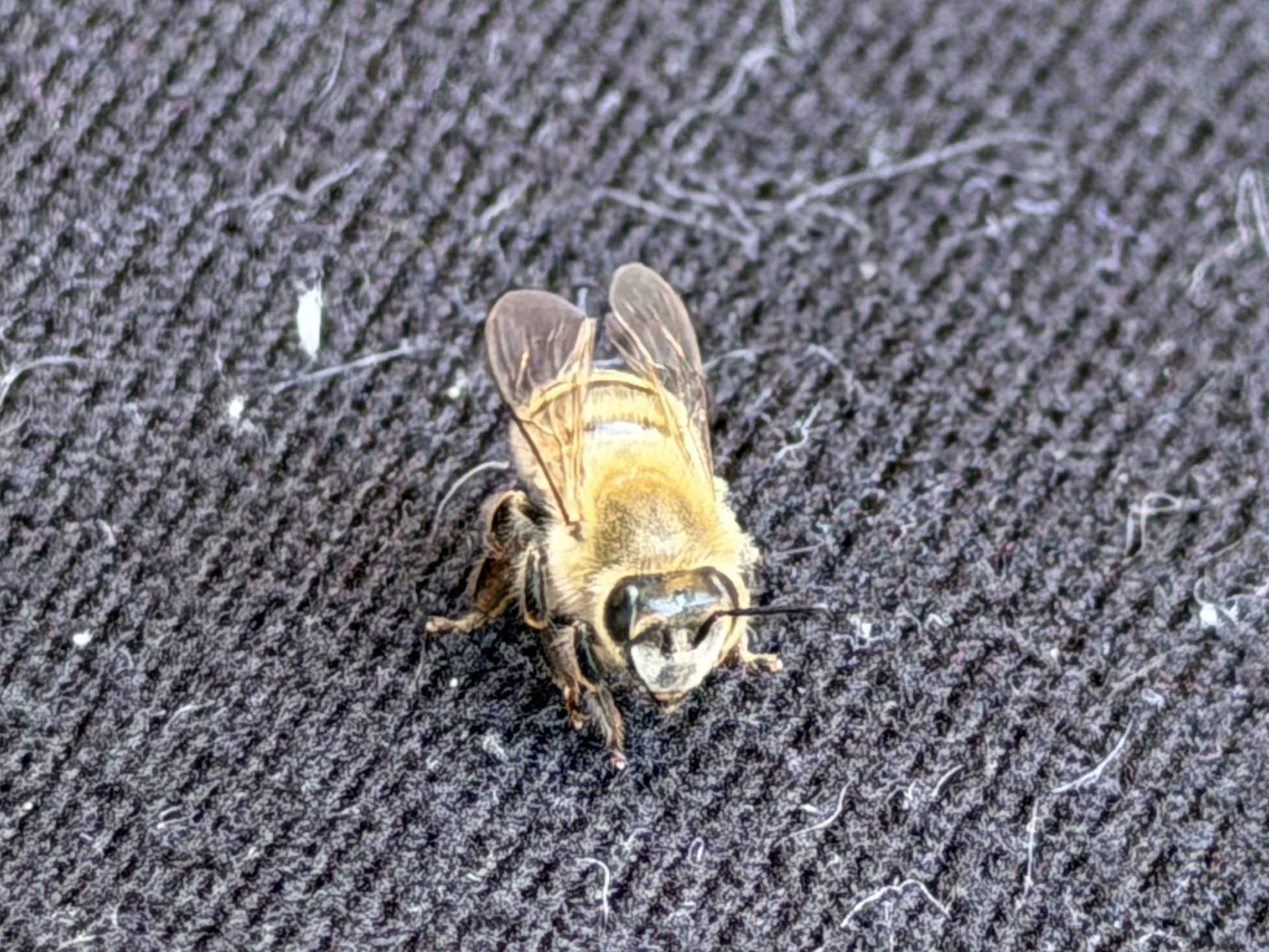 Bee close up