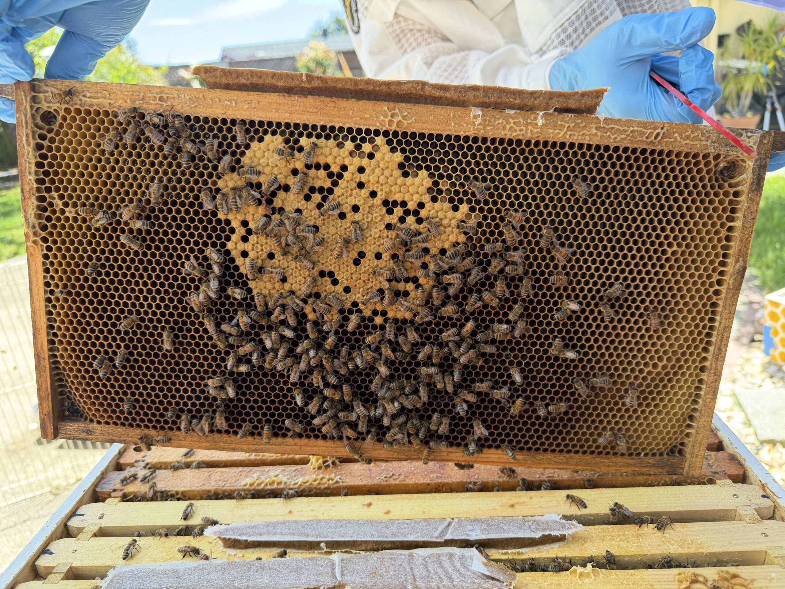 Frame 1 side B