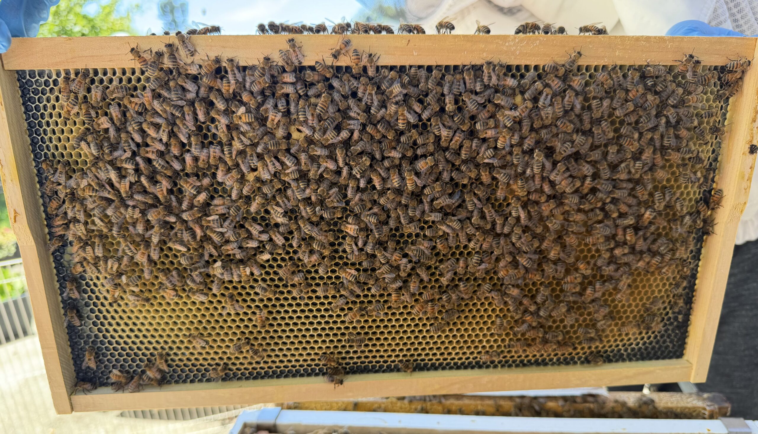 Frame 4 side B