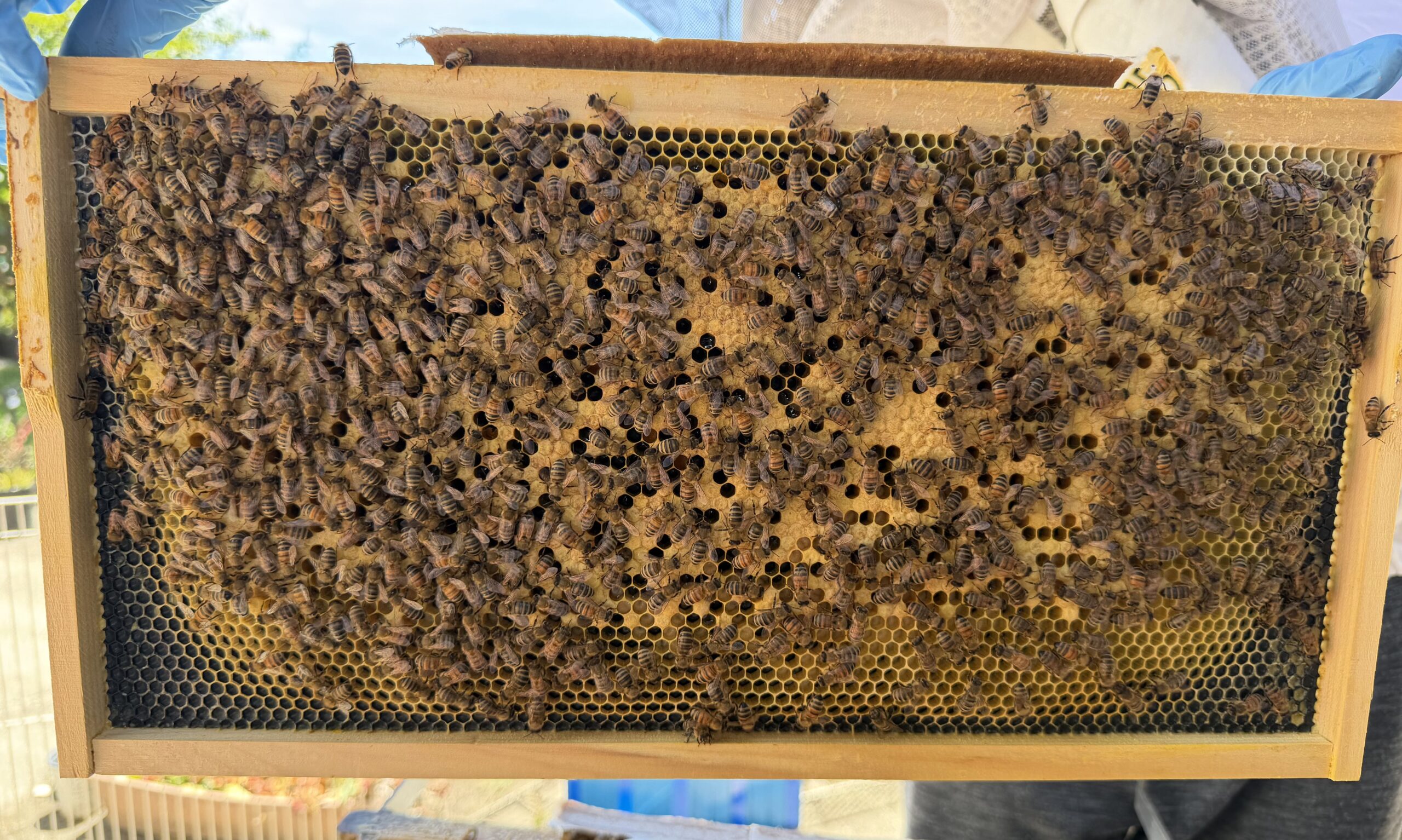 Frame 5 side B