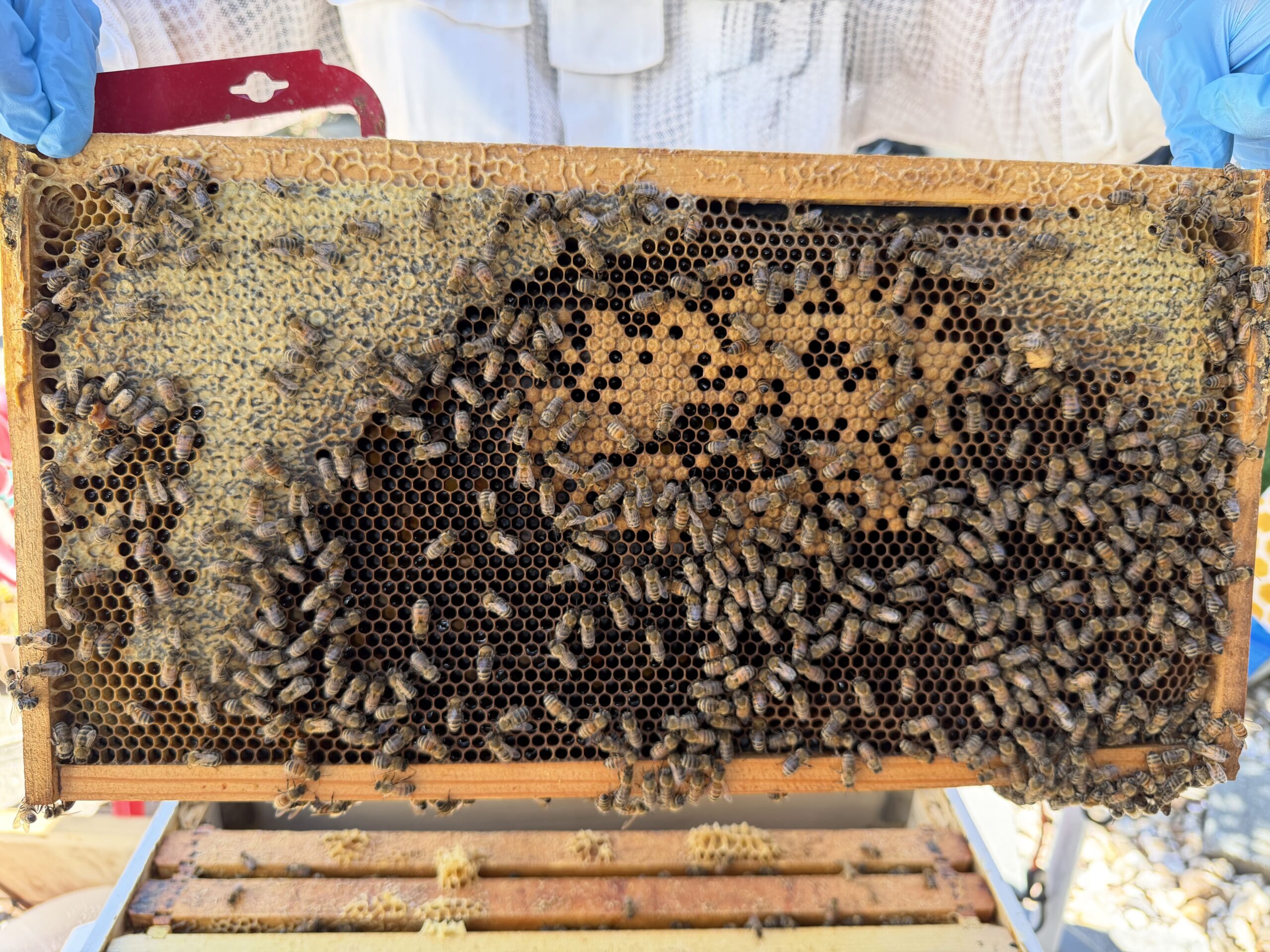 Frame 1 side A