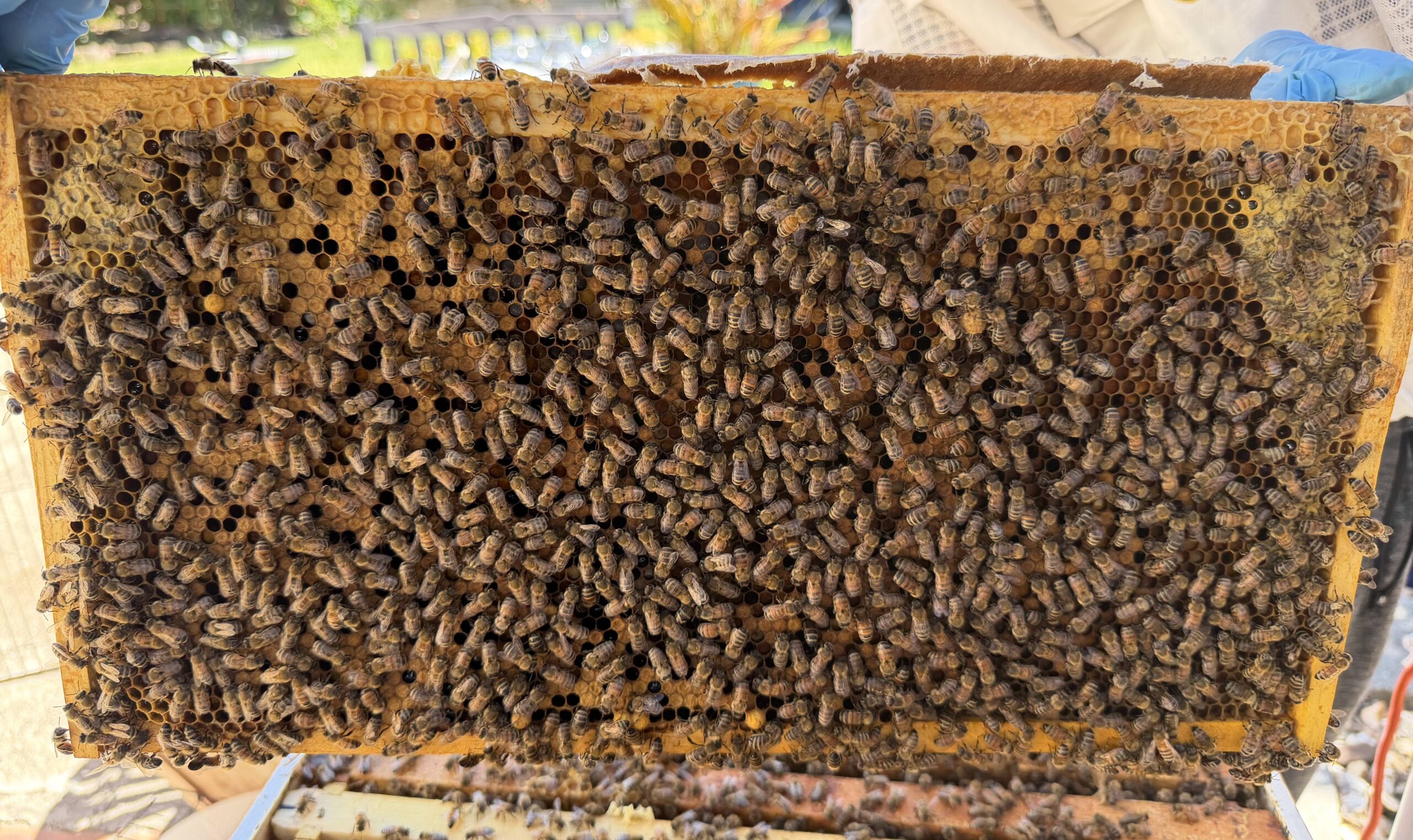 Frame 7 side B queen frame