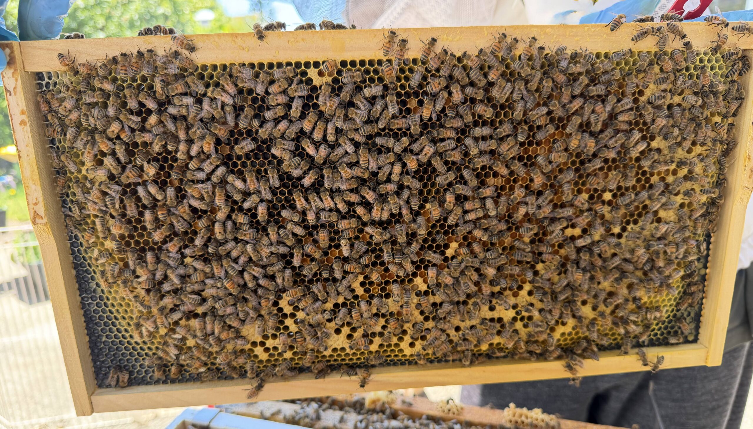 Frame 5 side B