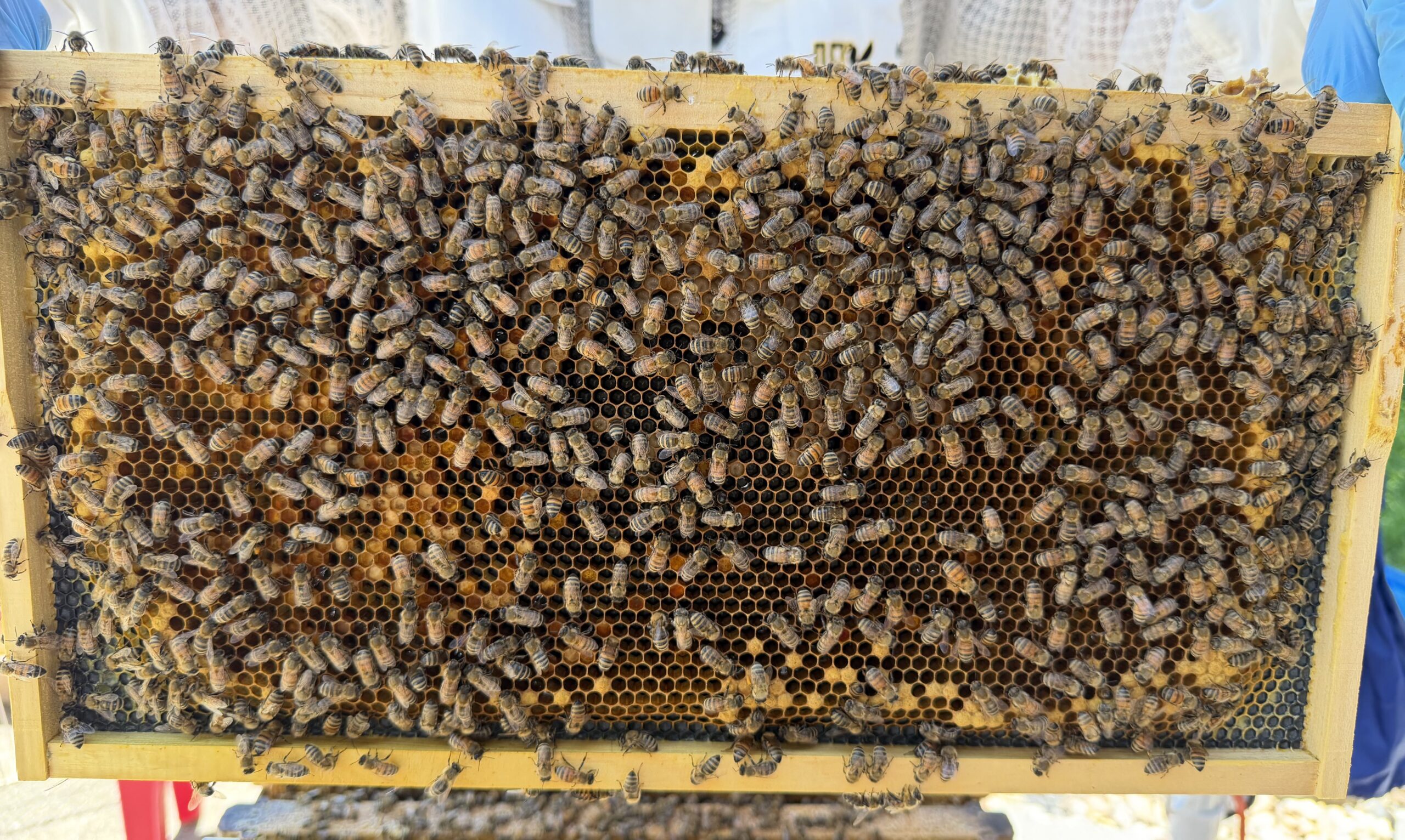 Frame 6 side A