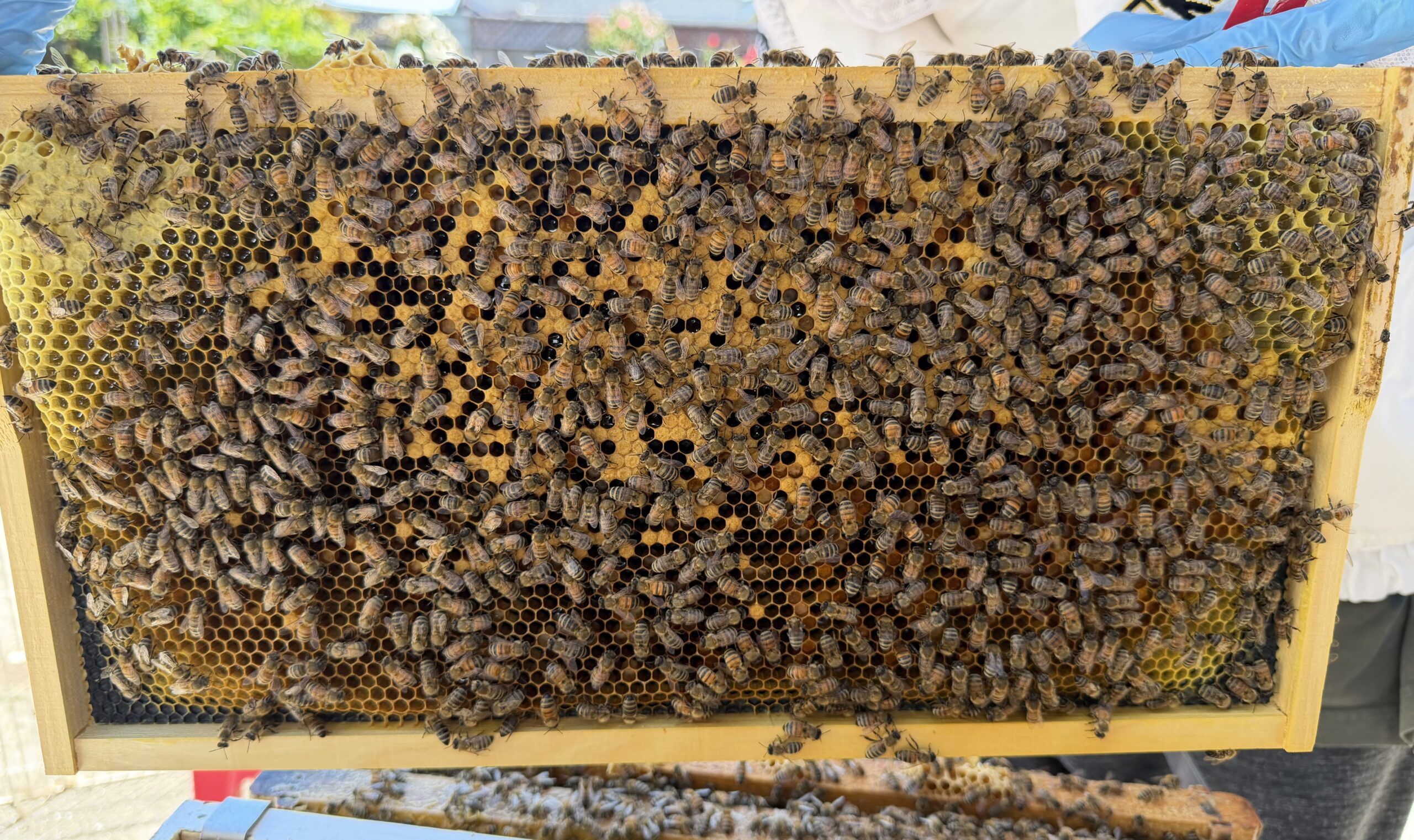 Frame 6 side B