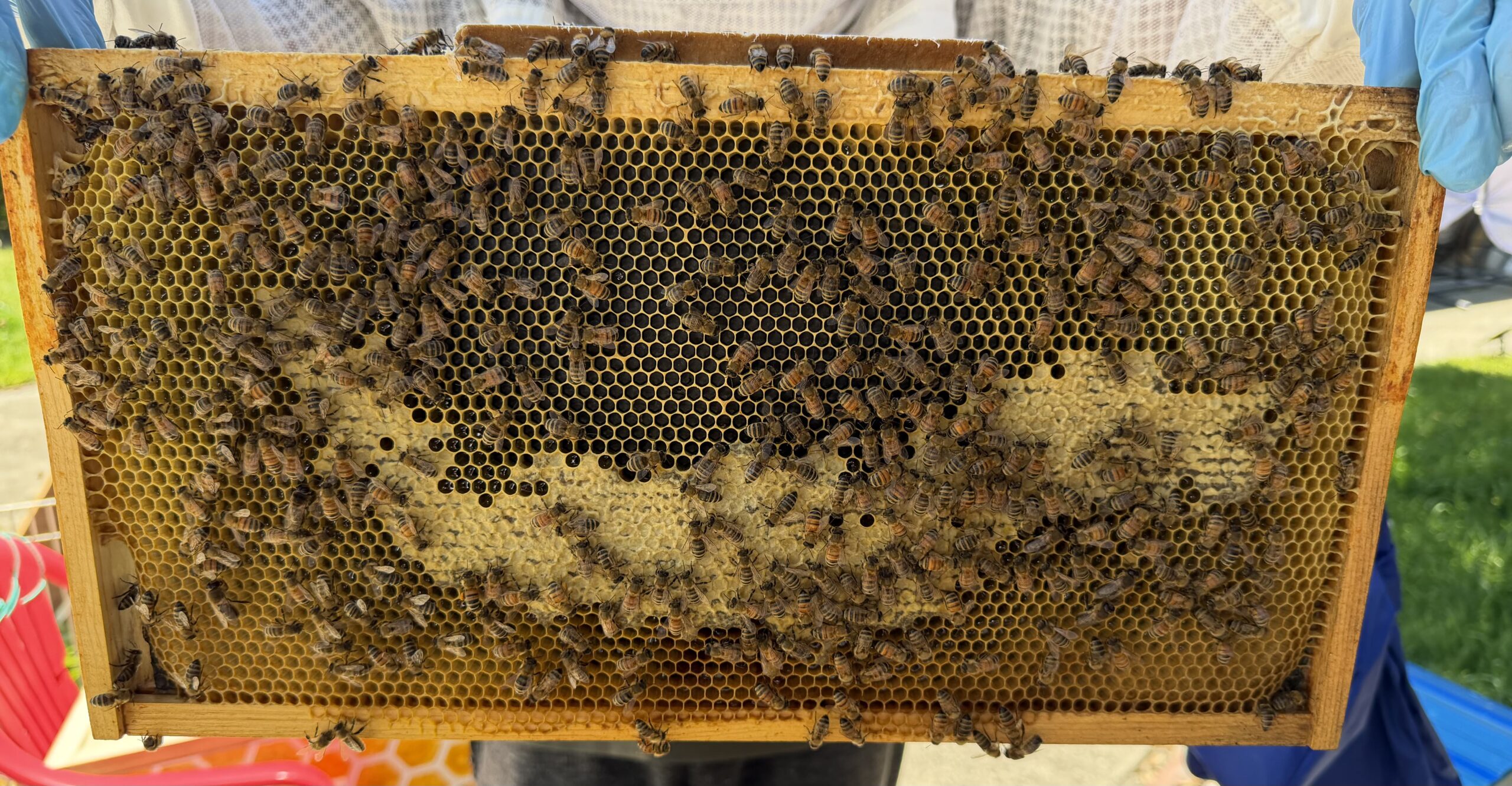 Frame 8 side A waggle dance frame
