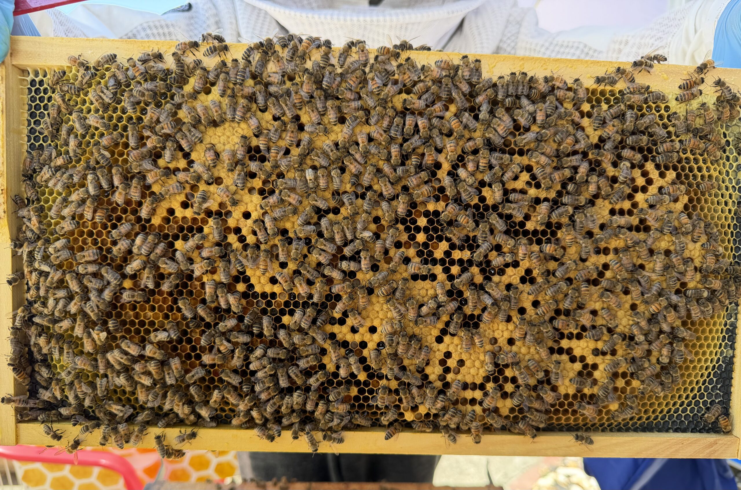 Frame 5 side A