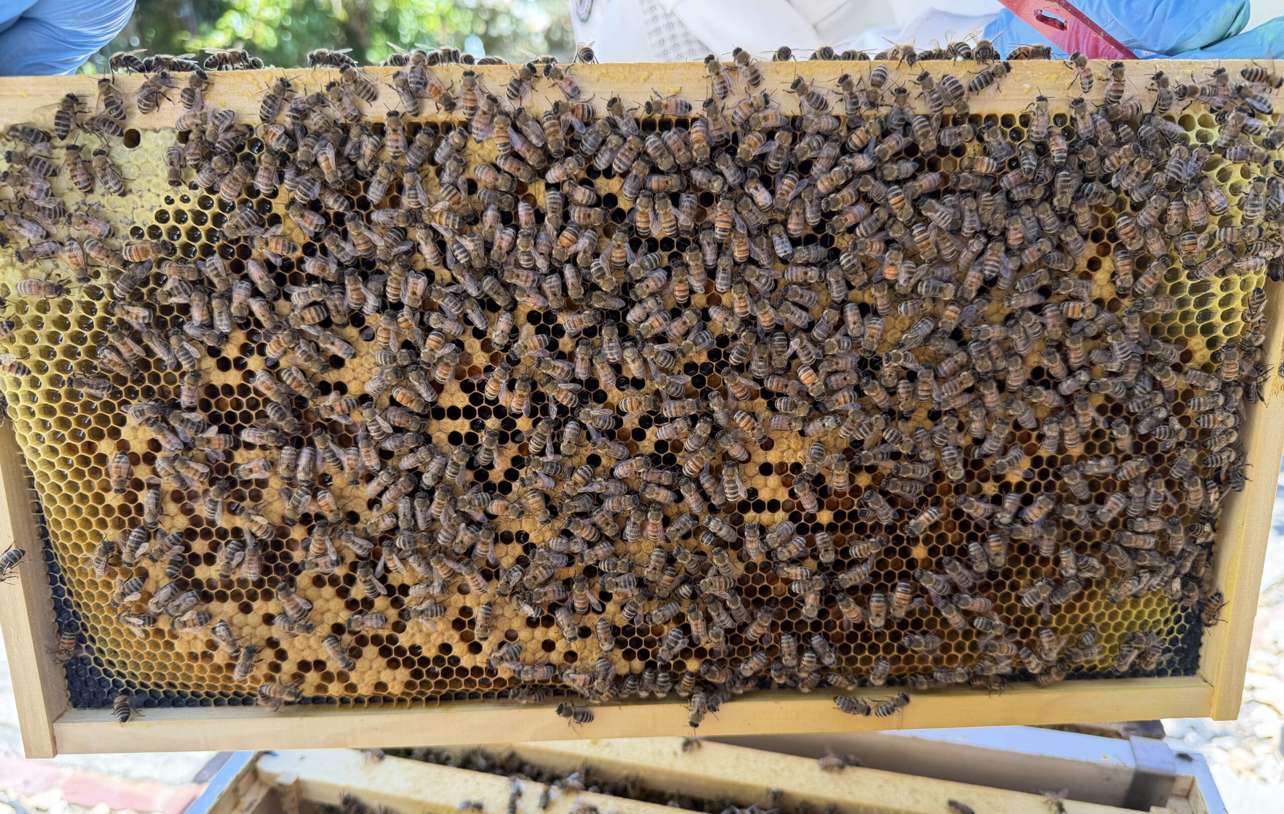 Frame 6 side B