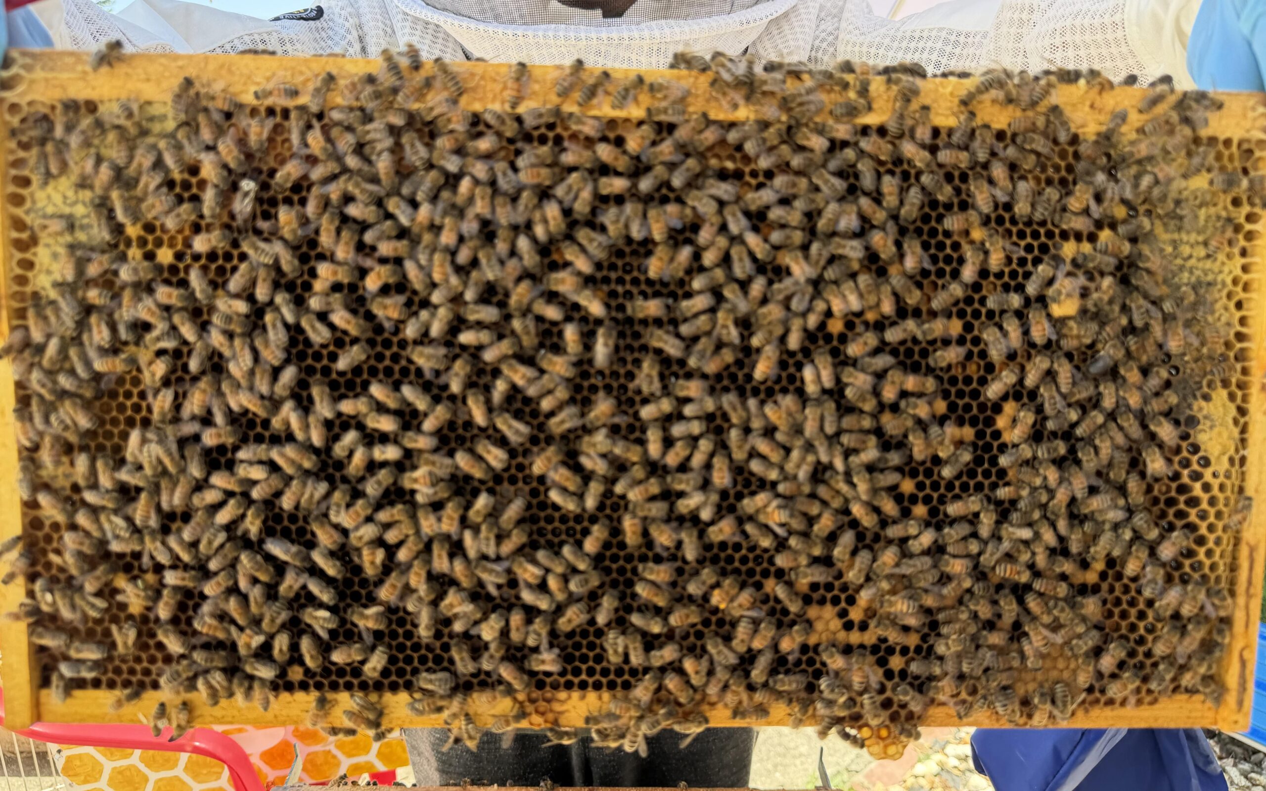 Queen found Frame 7