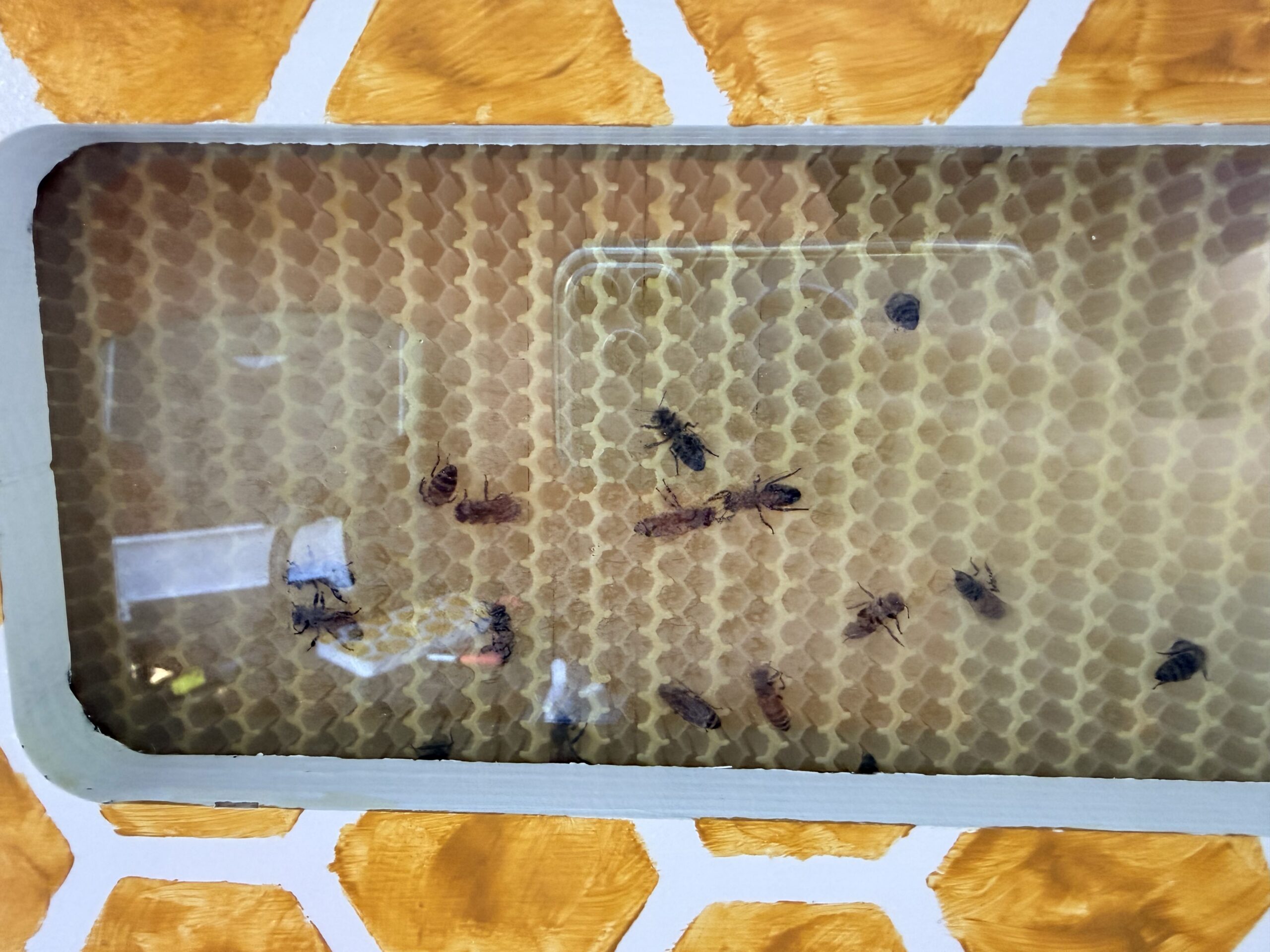Flow hive window