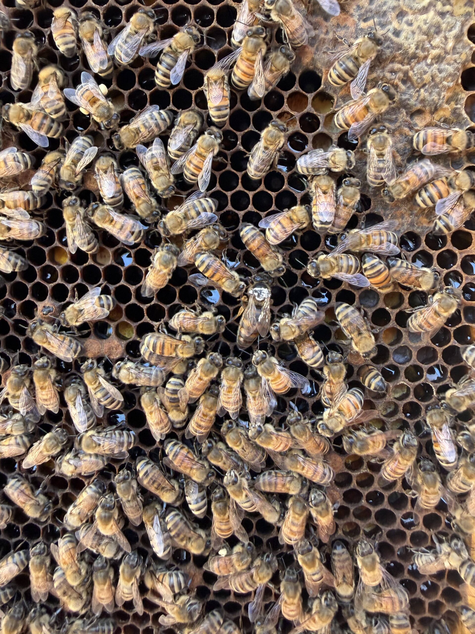 Queen found on Frame 2
