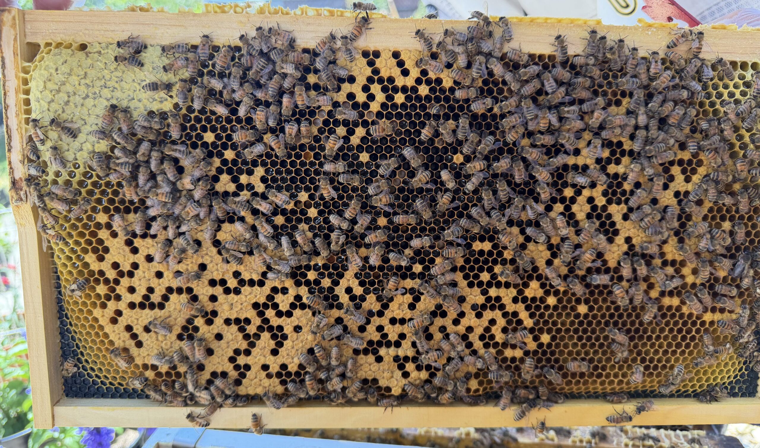 Frame 6 side B