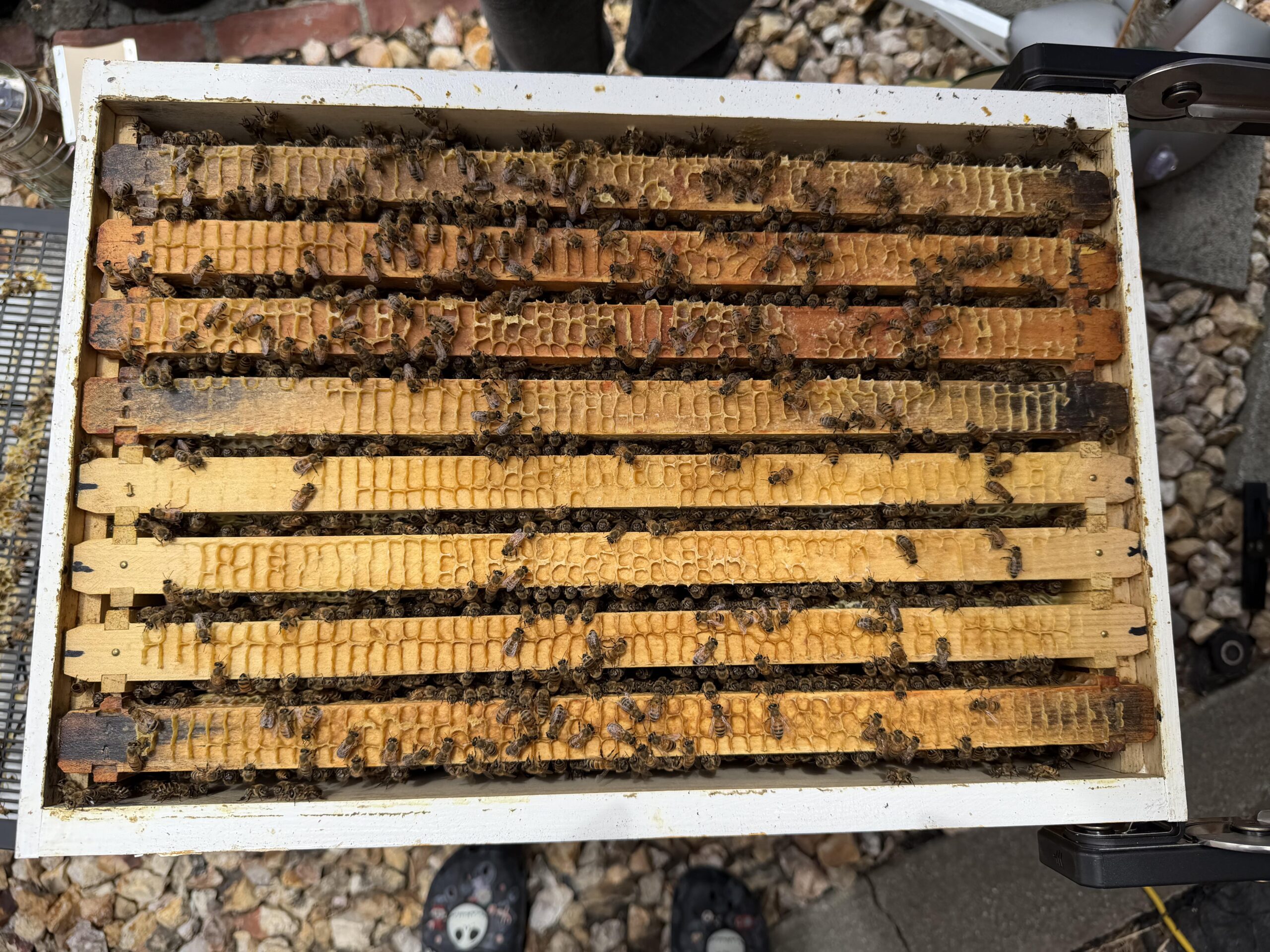 Top brood box view