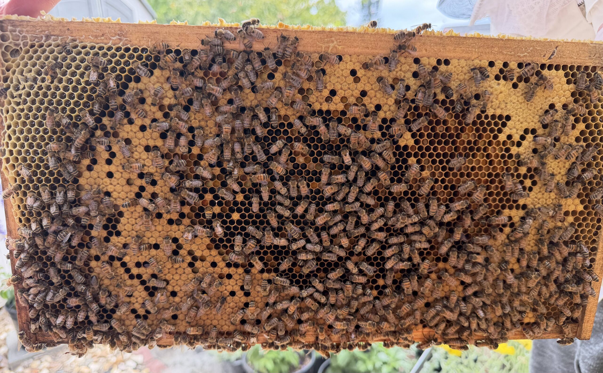 Frame 1 side B