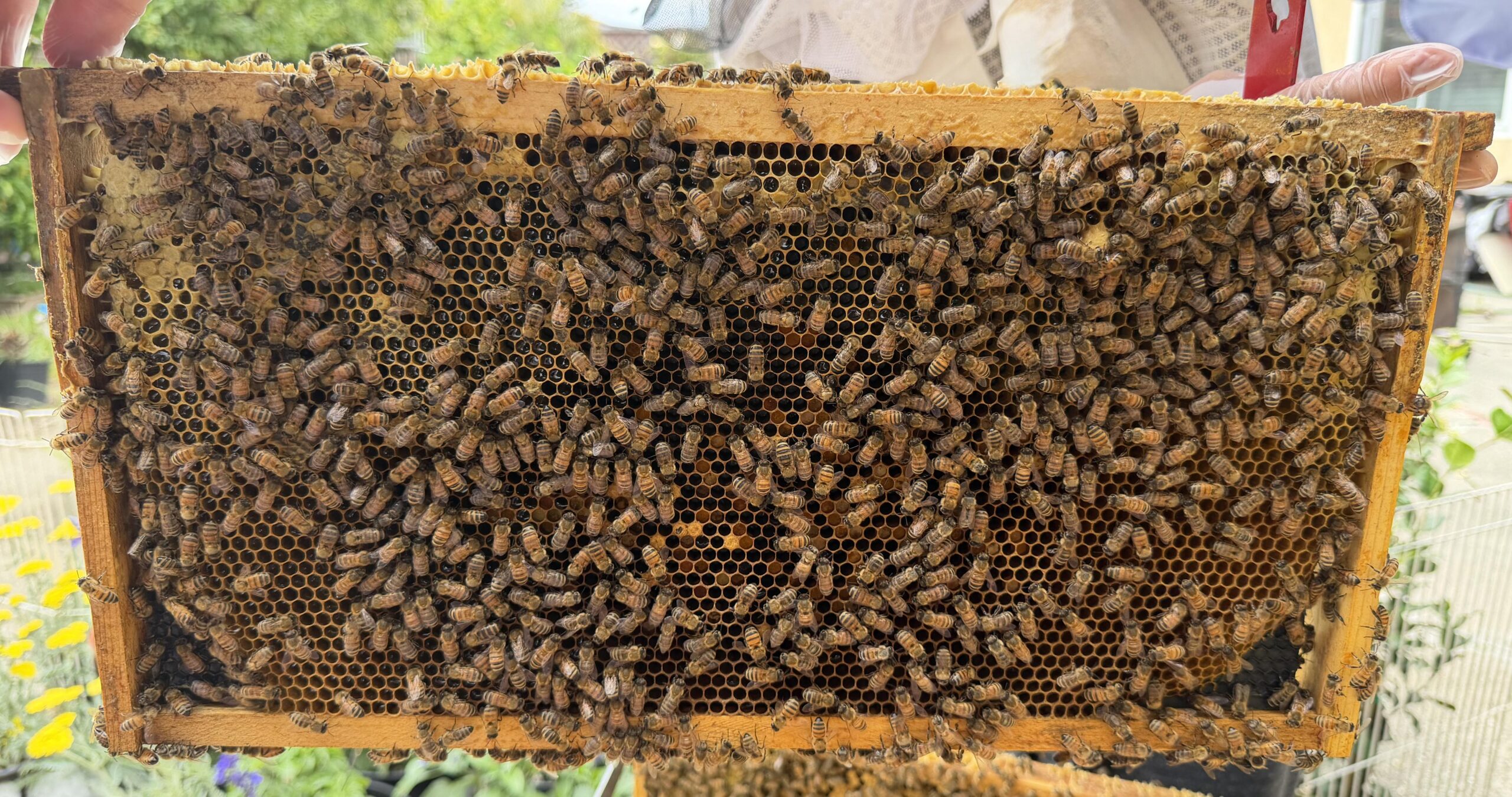 Frame 4 side B