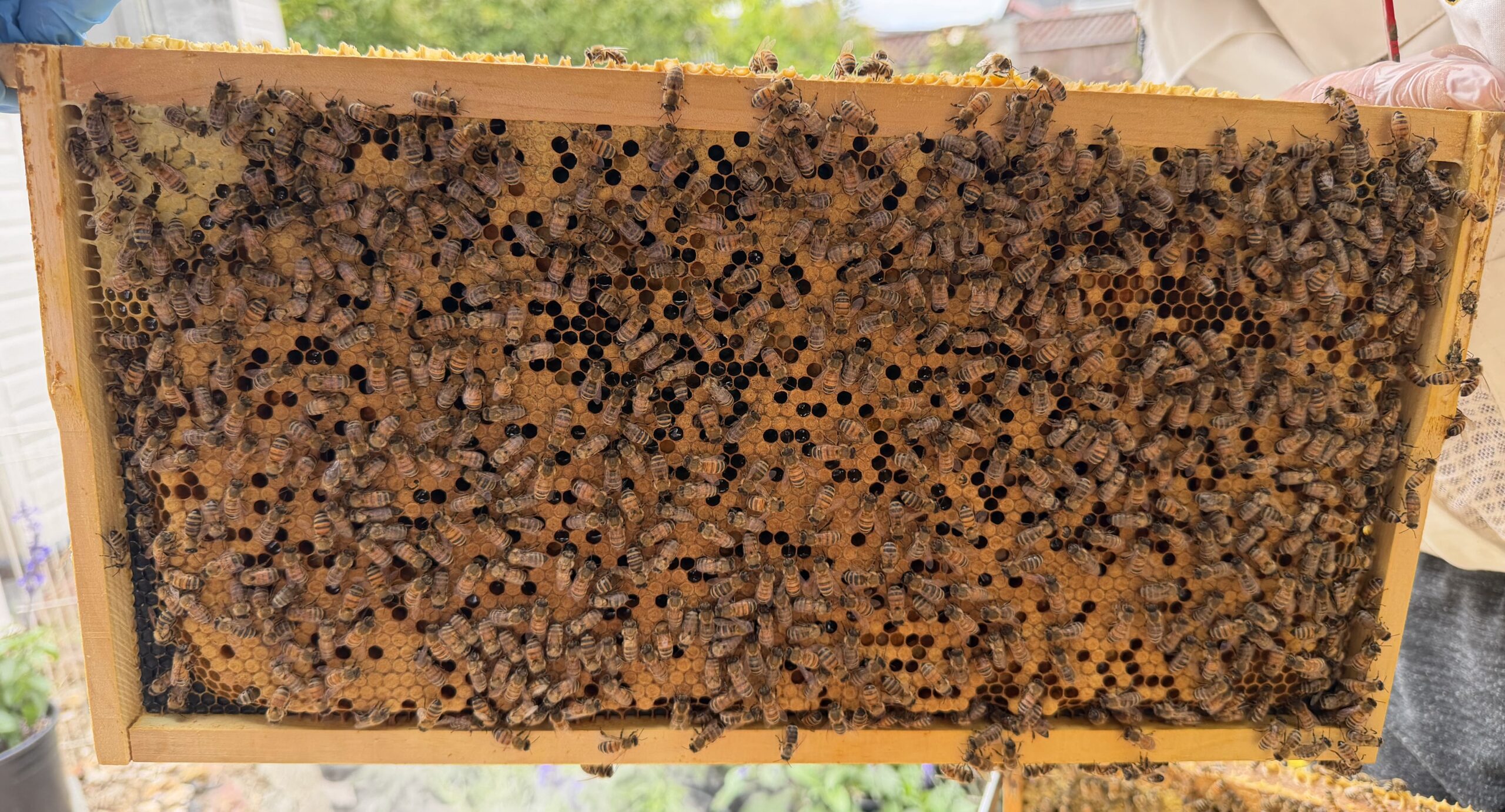 Frame 5 side B