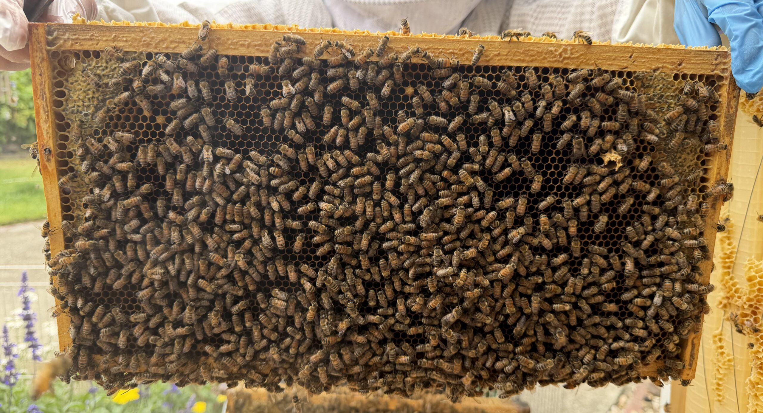 Frame 8 uncapped honey
