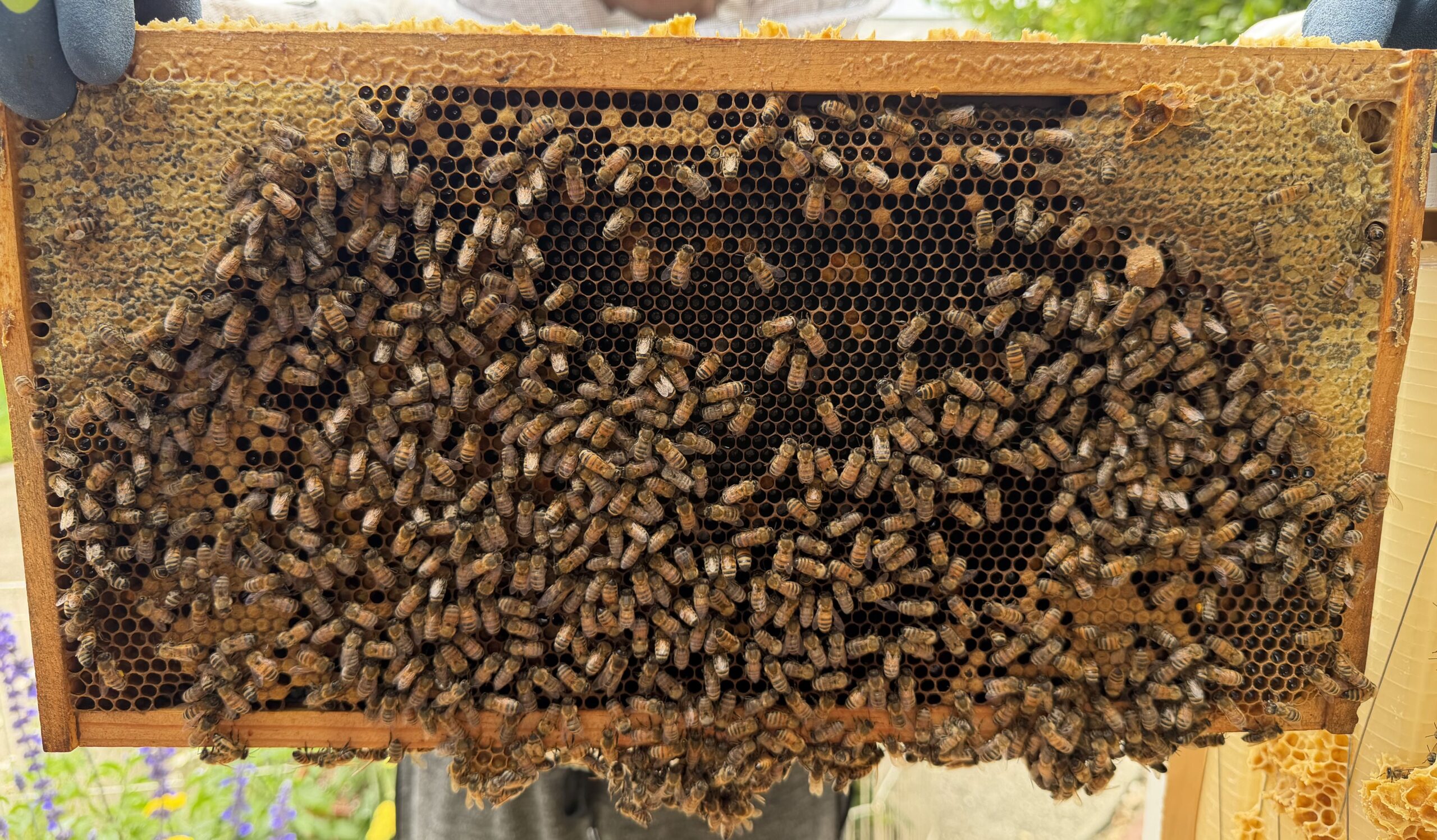 Frame 1 side A