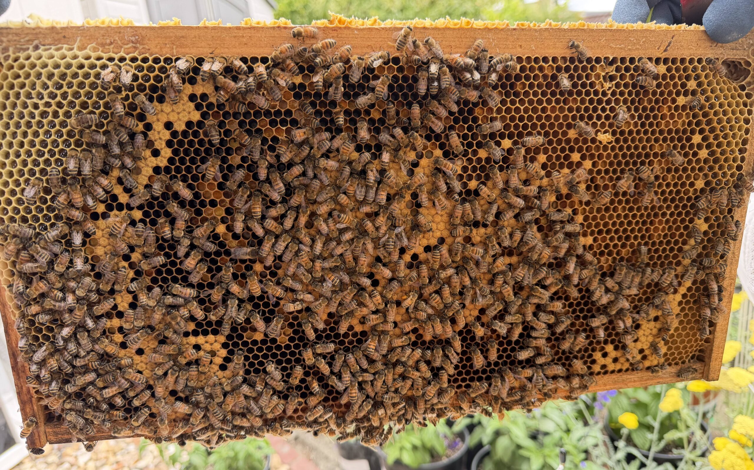 Frame 1 side B