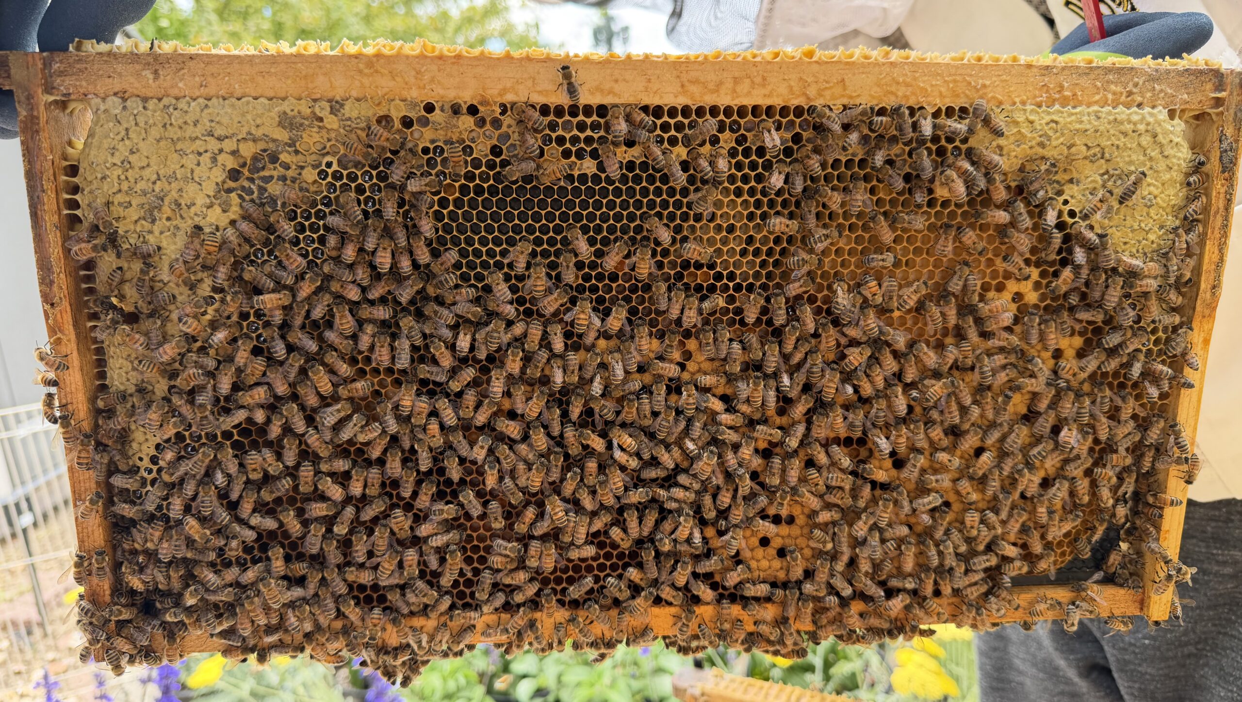 Frame 4 side B