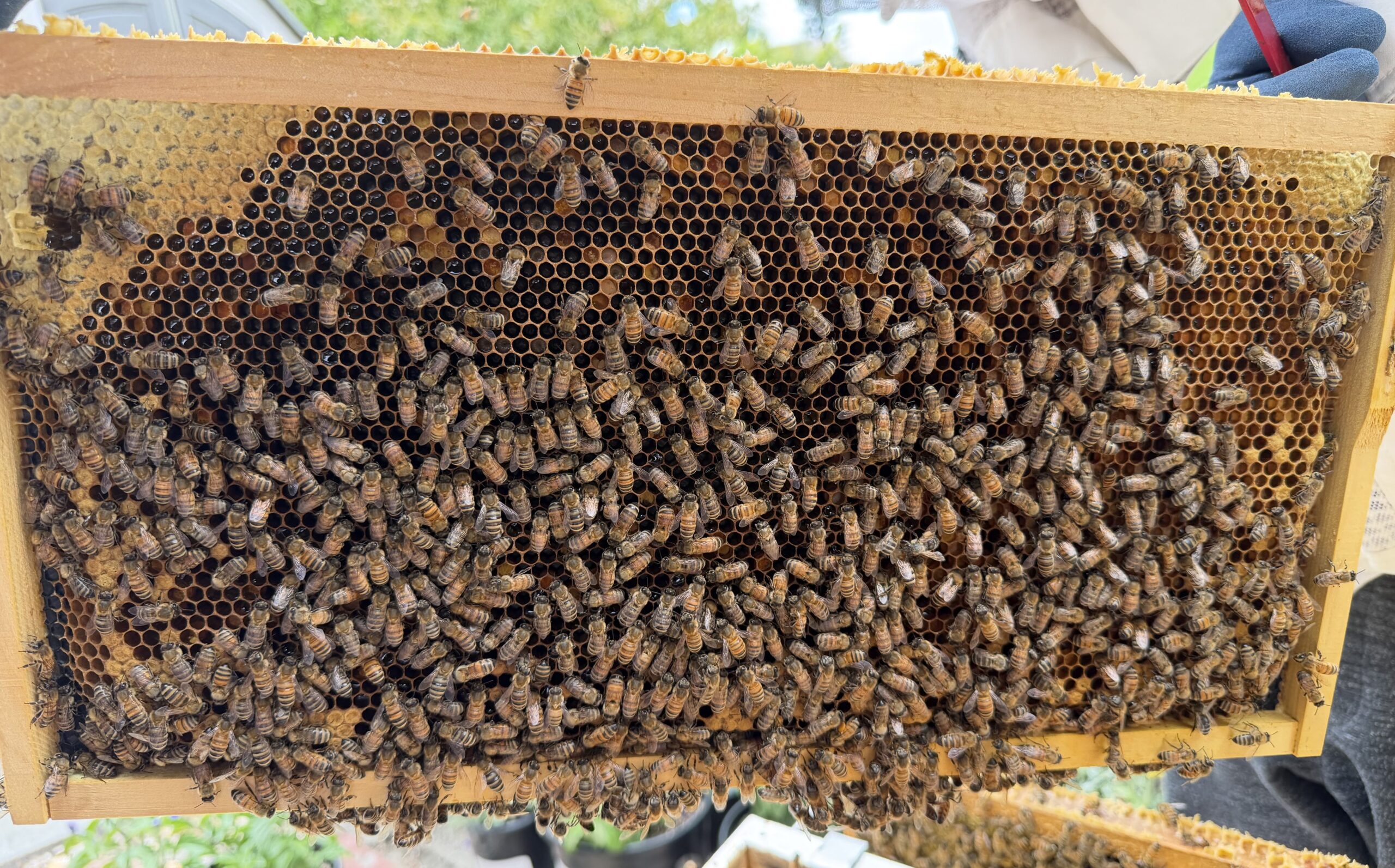 Frame 5 side B