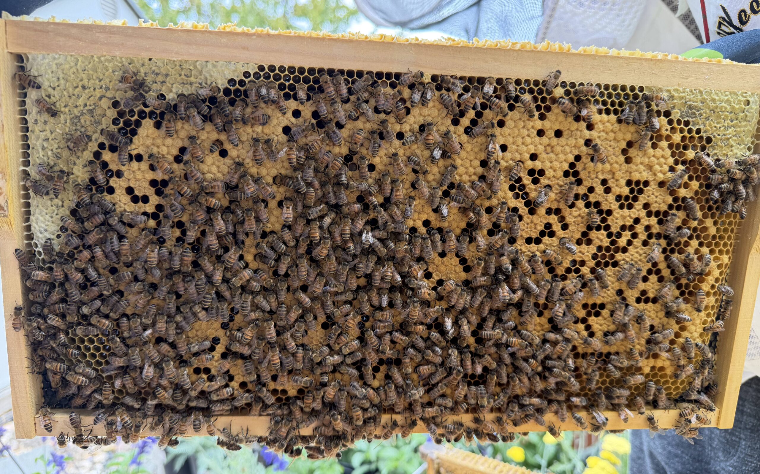 Frame 6 side B