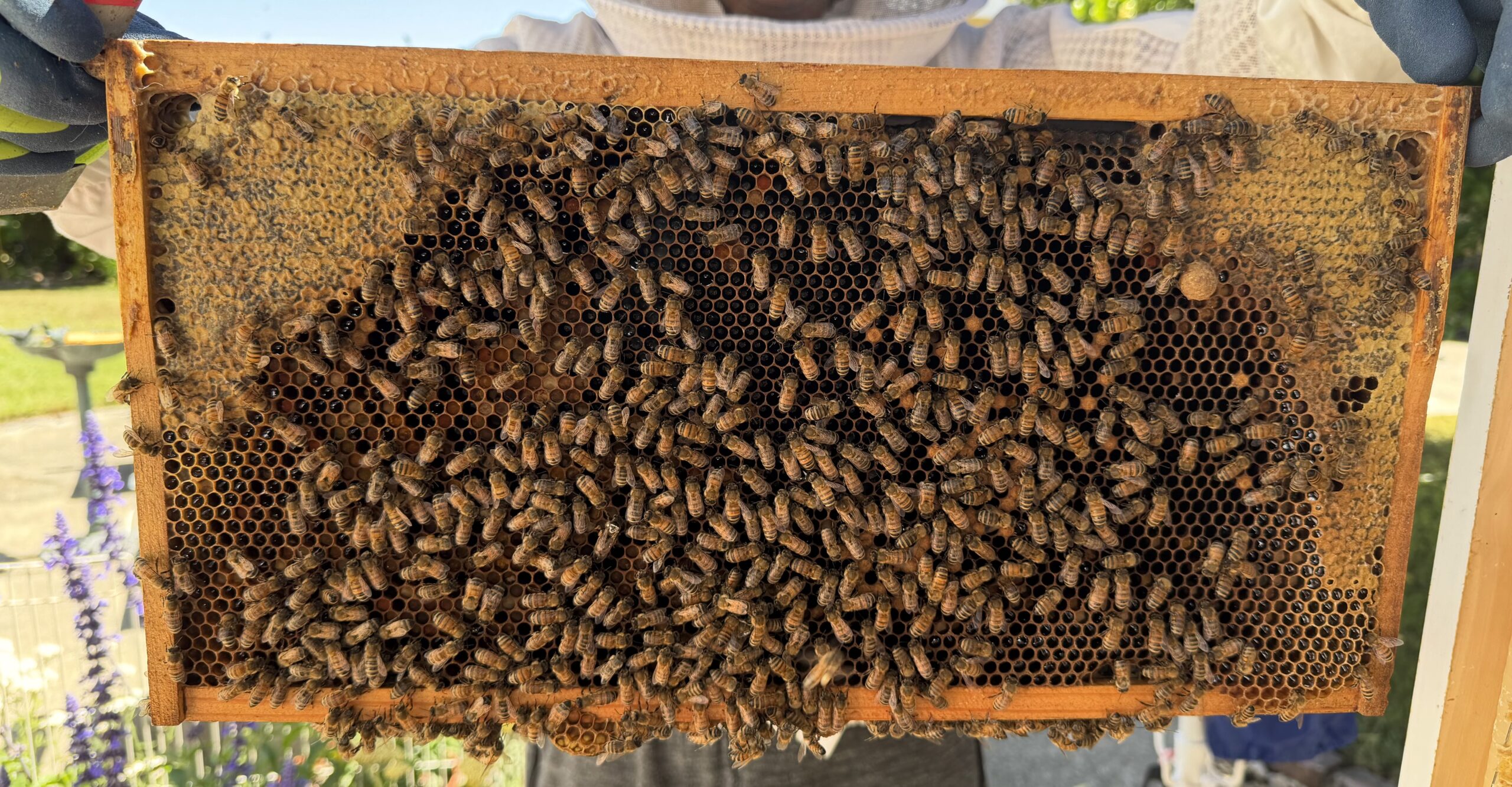 Frame 1 queen found