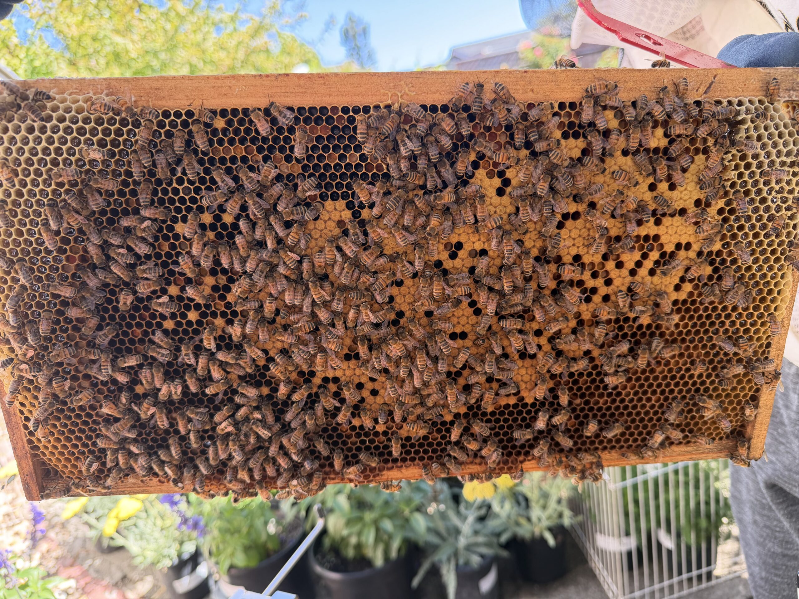 Frame 1 side B