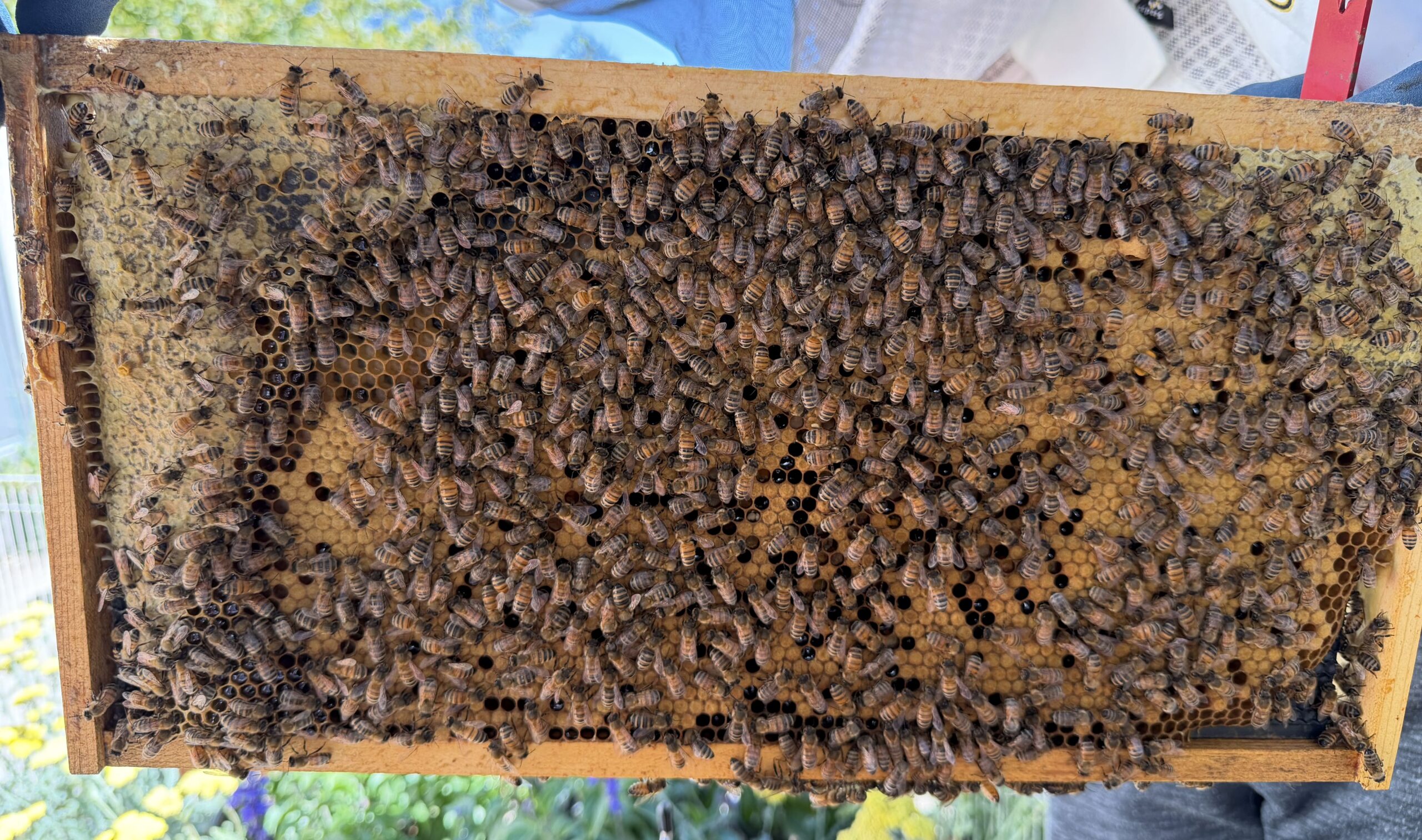 Frame 4 side B