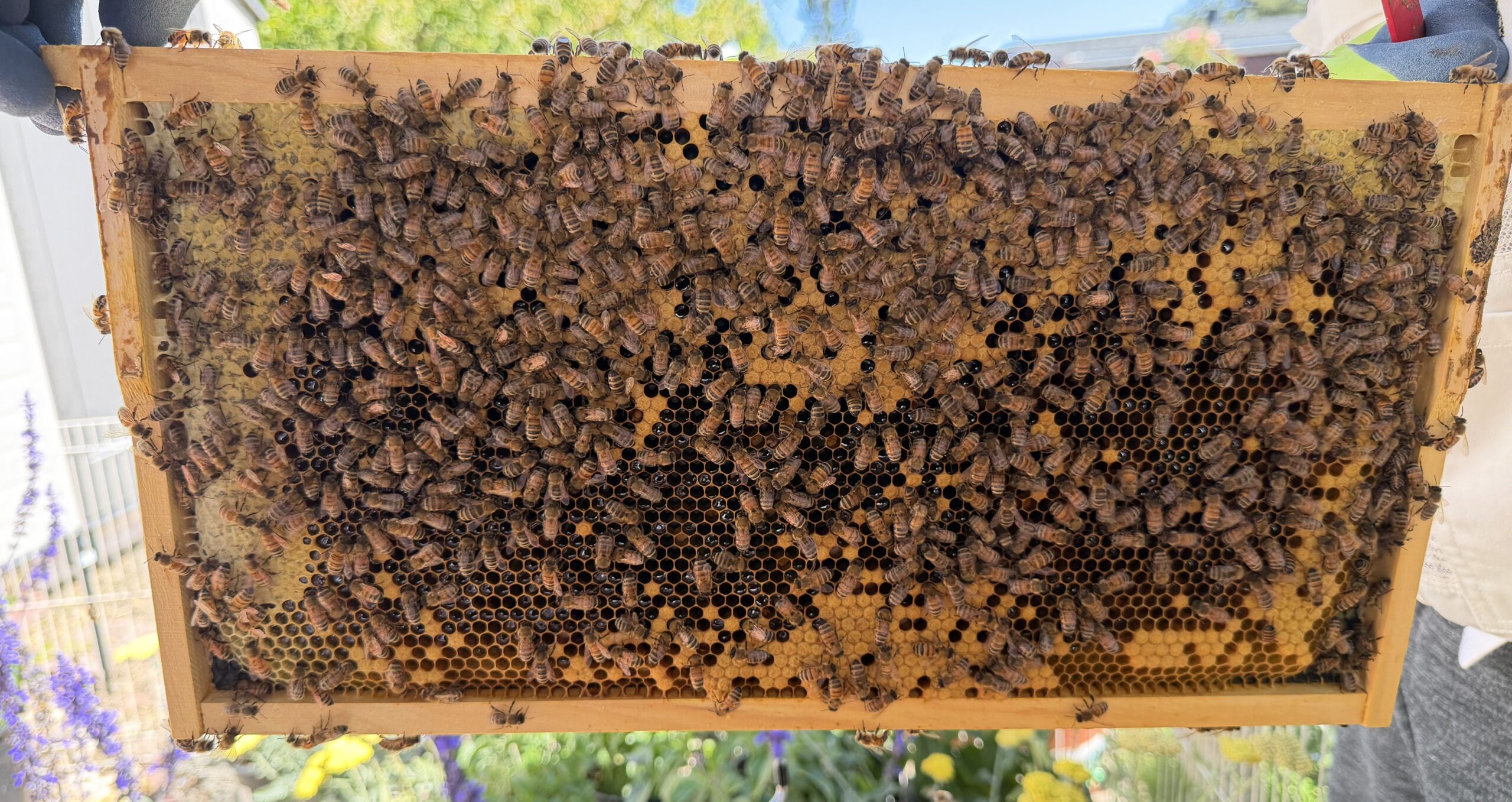 Frame 6 side B