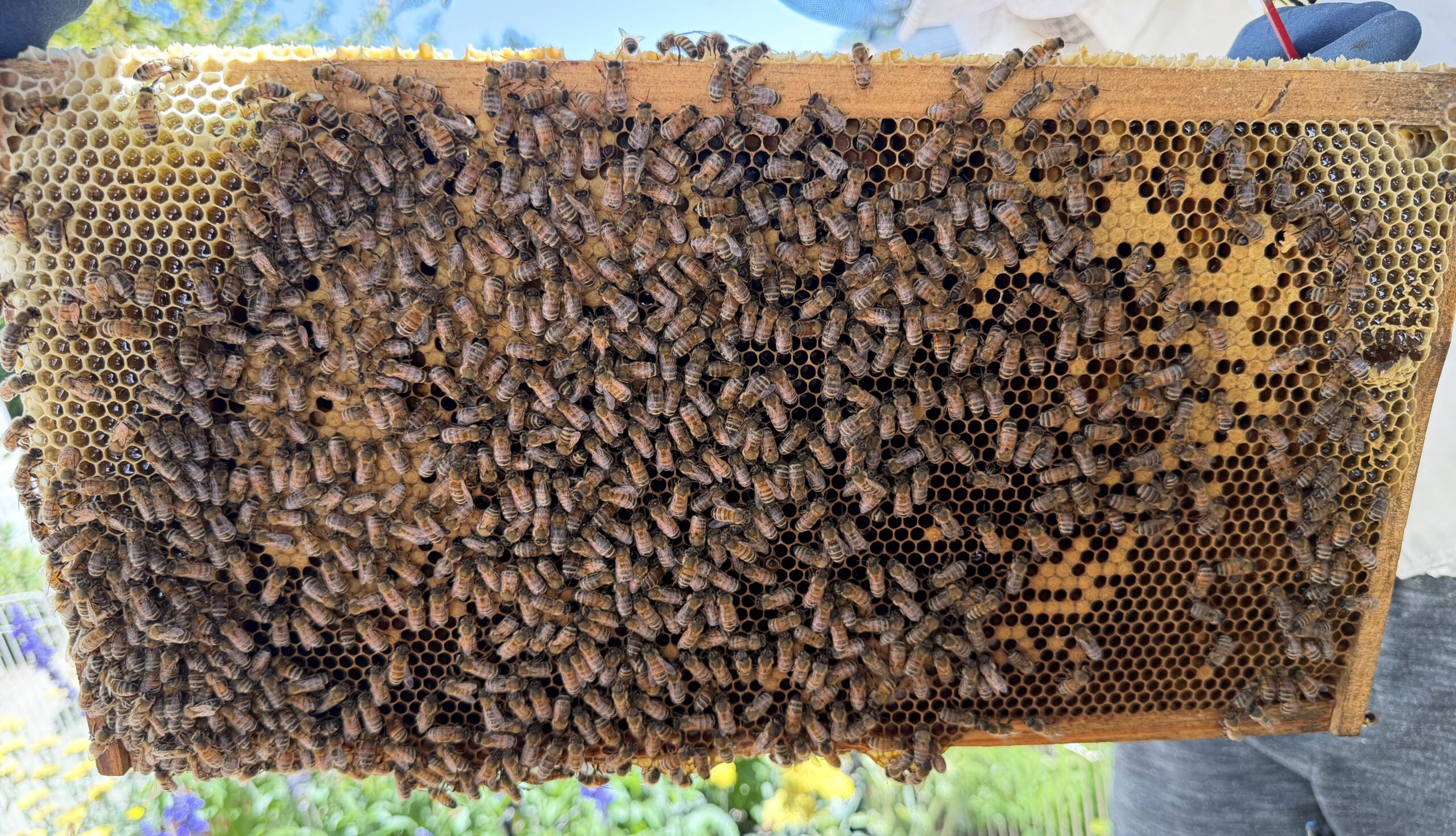 Frame 1 side B