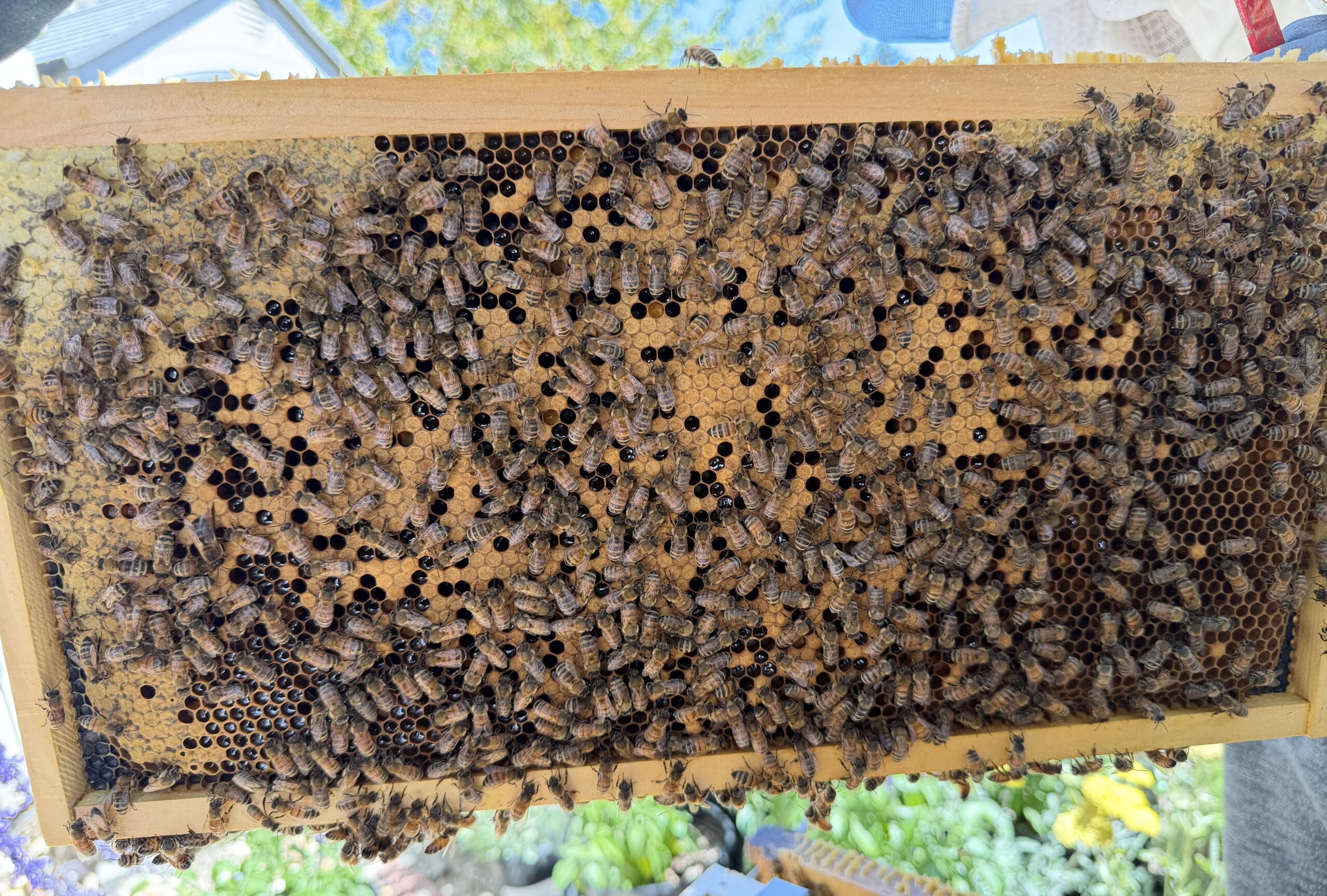 Frame 5 side B