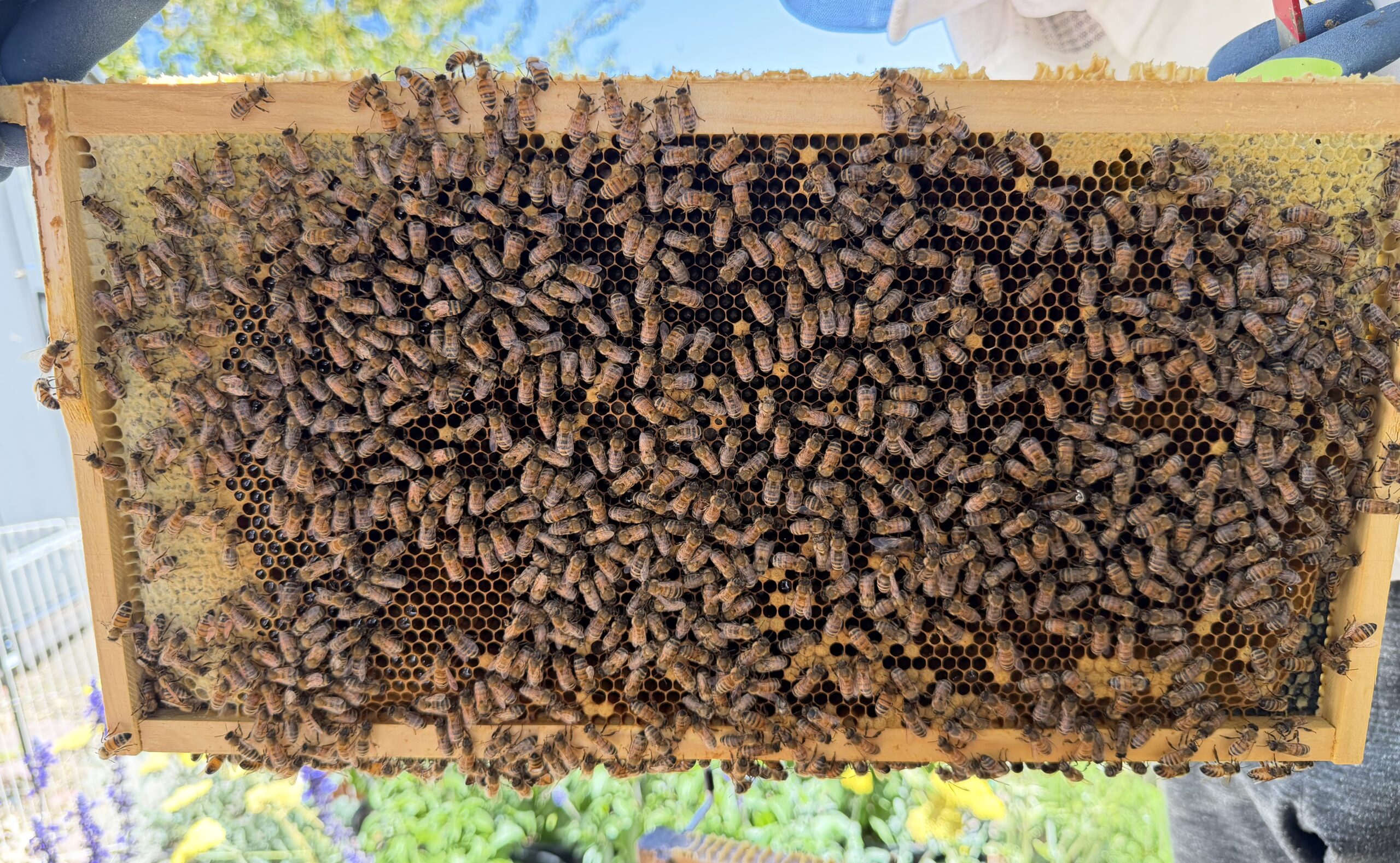 Queen frame 6