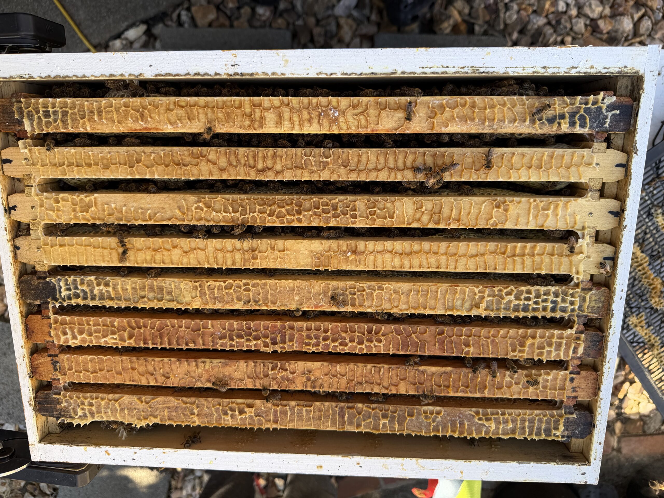 Brood box