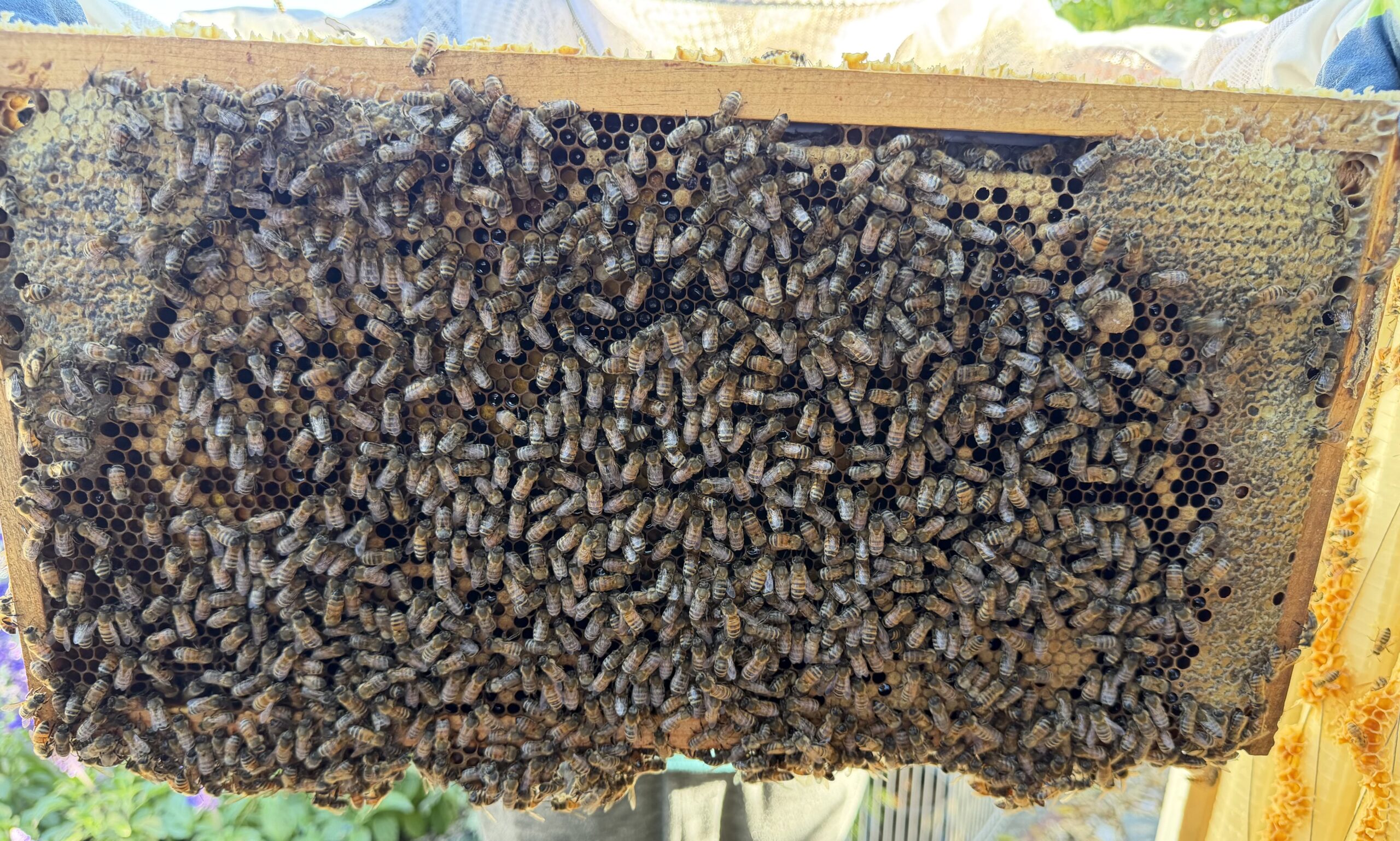 Frame 1 side A