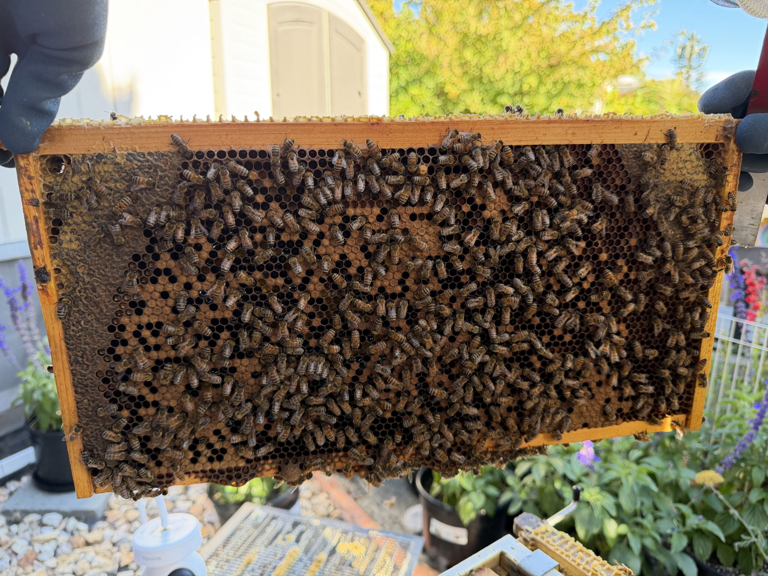 Frame 3 side B