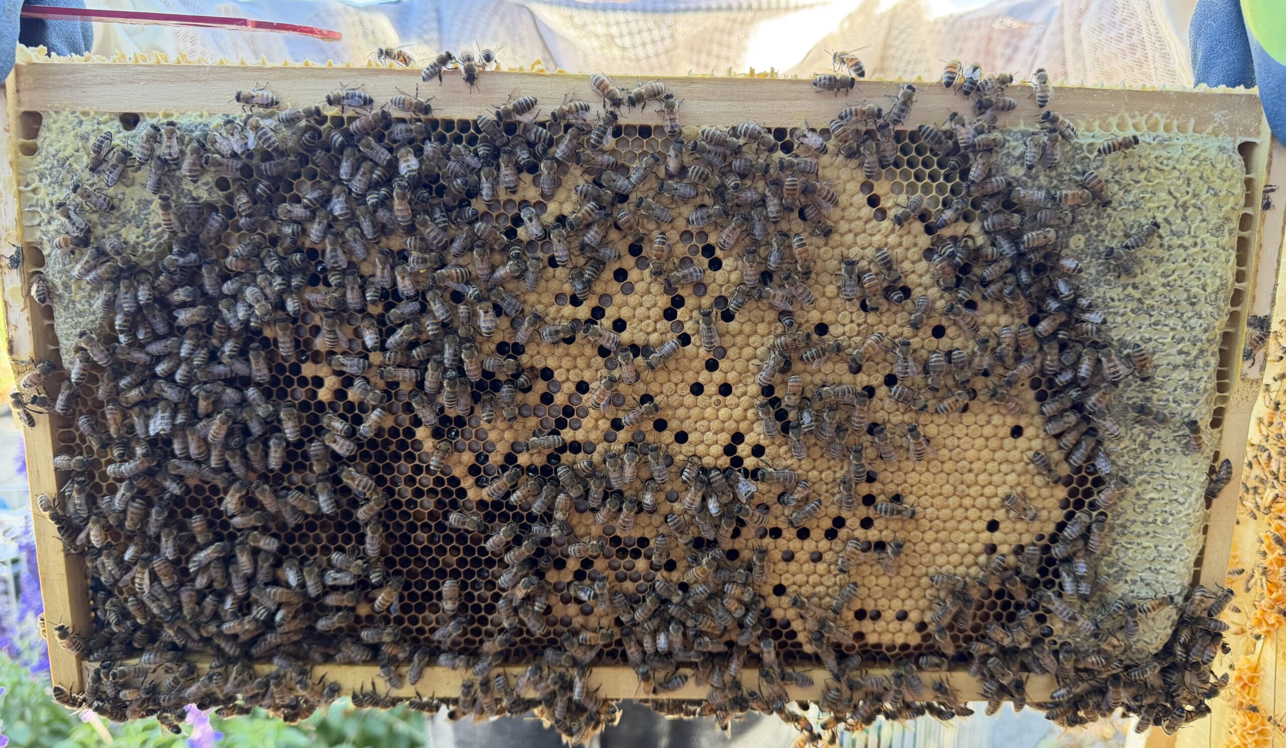 Frame 5 side A