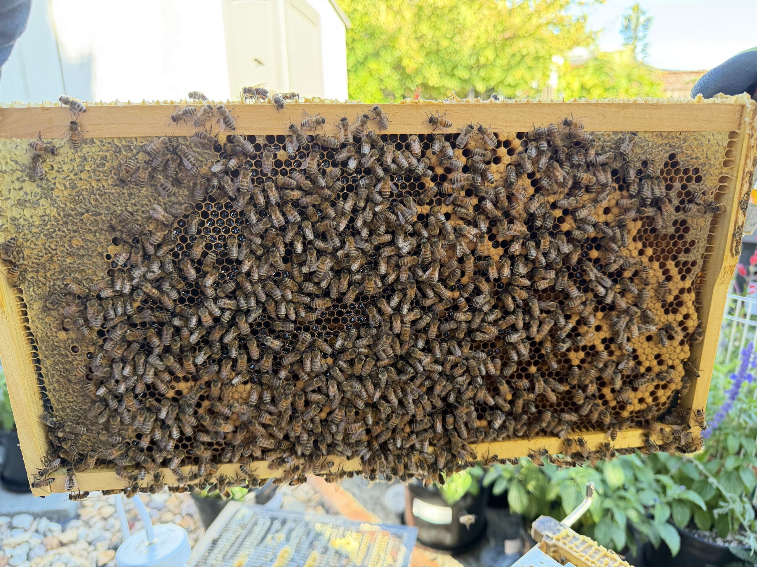 Frame 5 side B