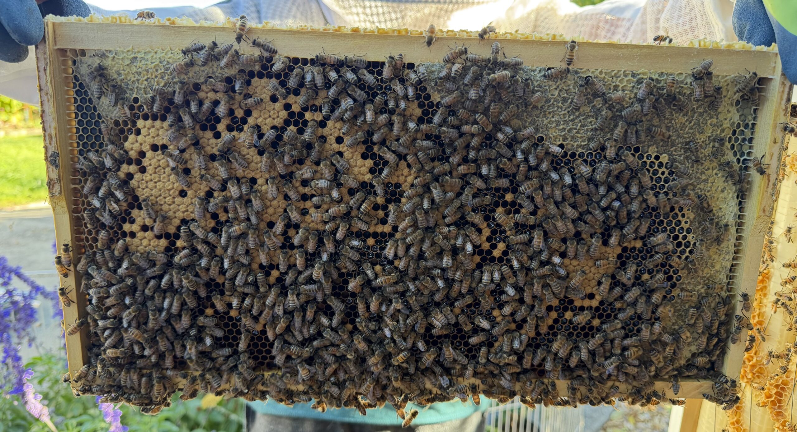 Frame 6 side A