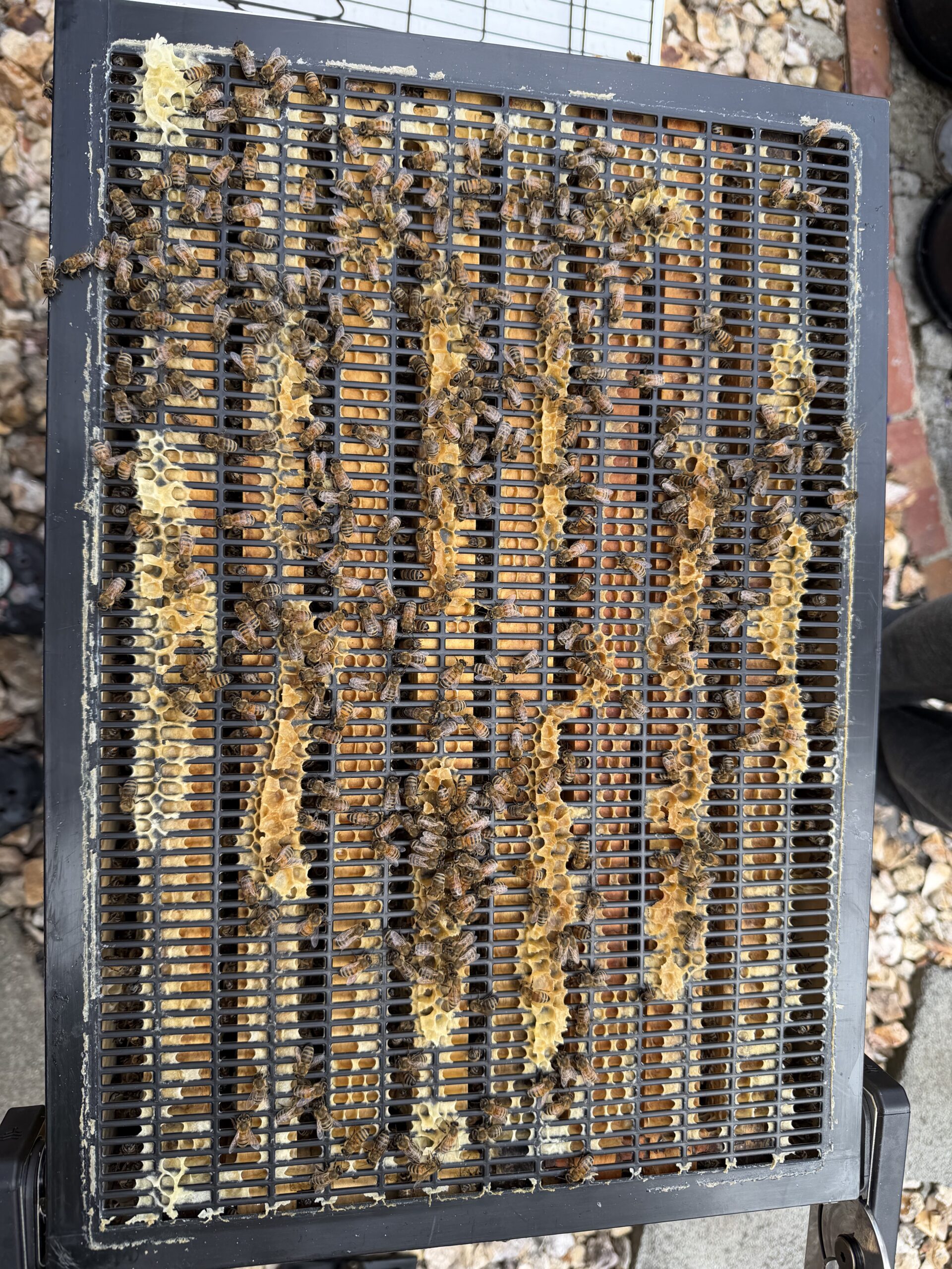 Brood box top view