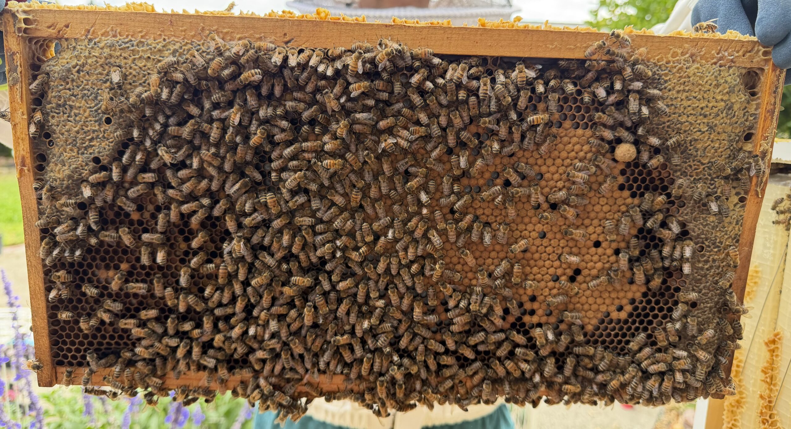 Frame 1 side A