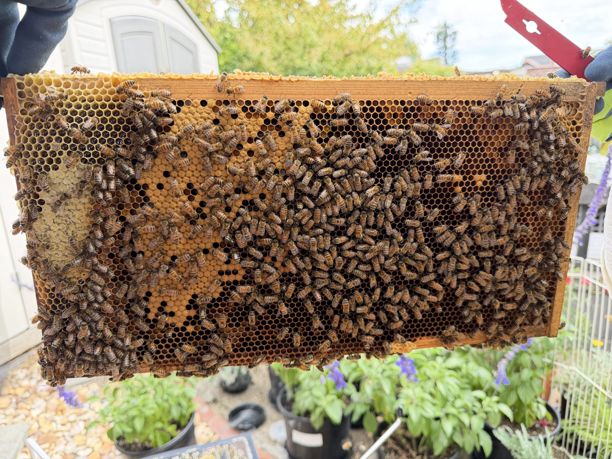 Frame 1 side B