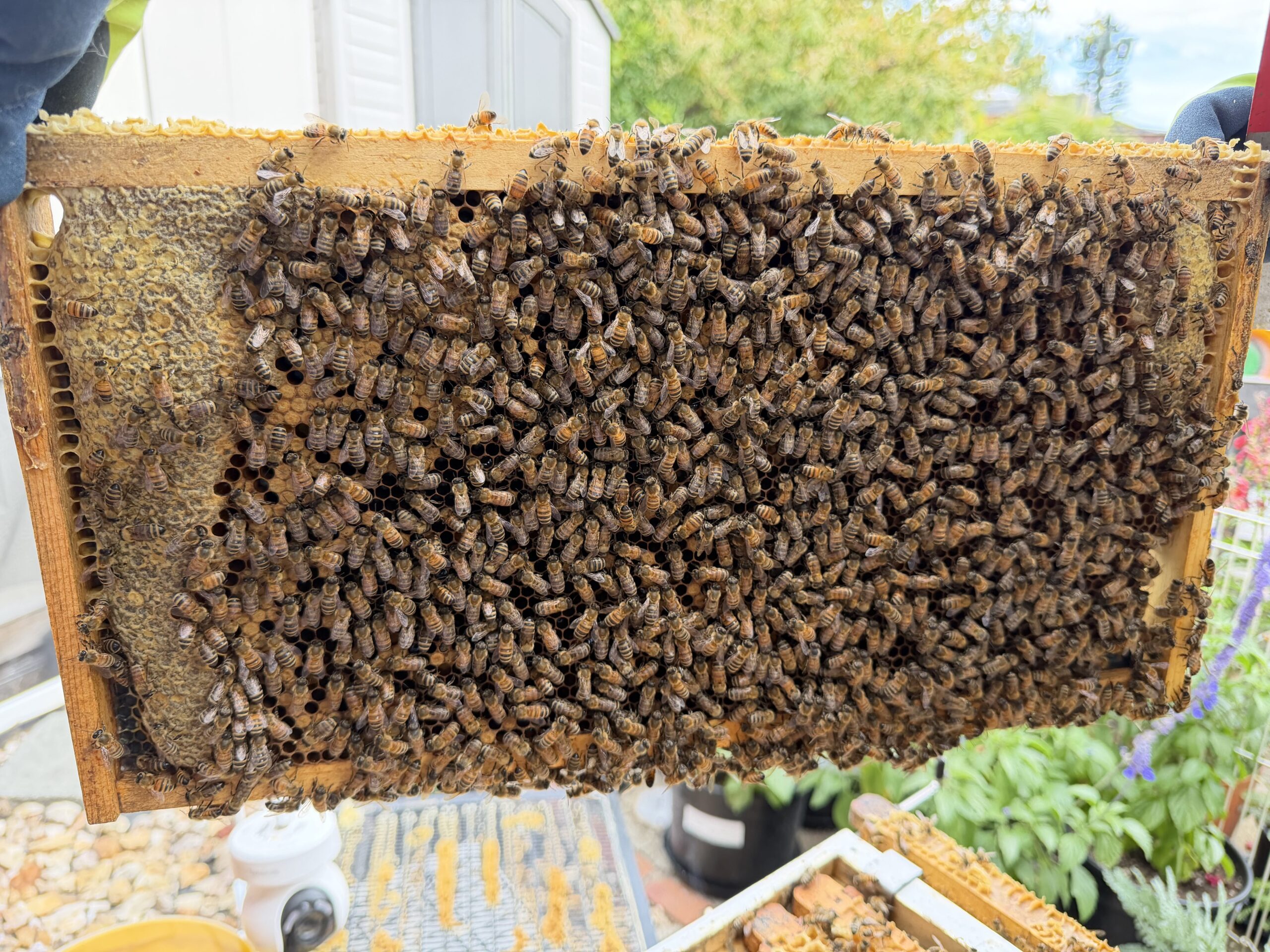 Frame 4 side B