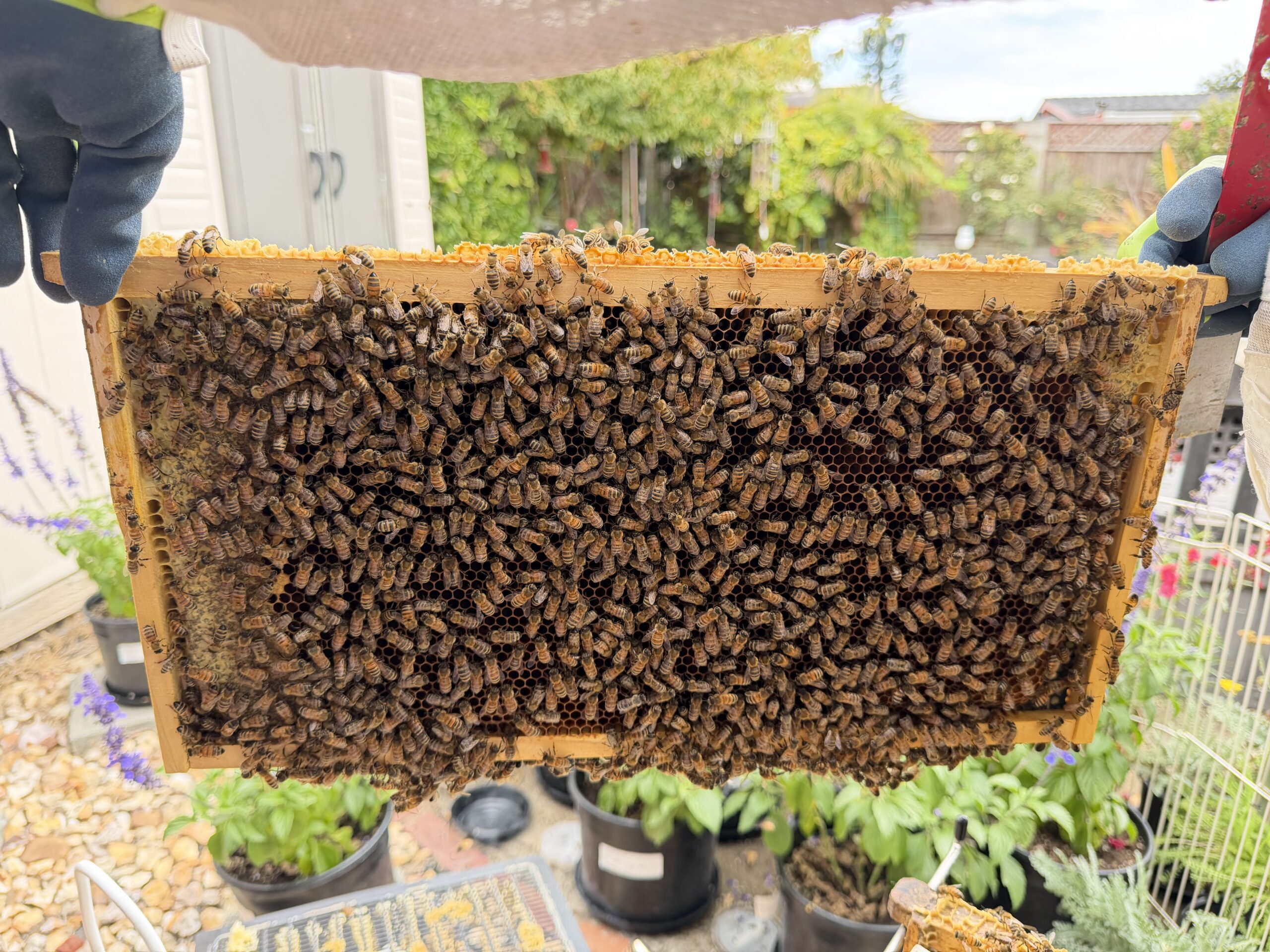 Frame 6 side B