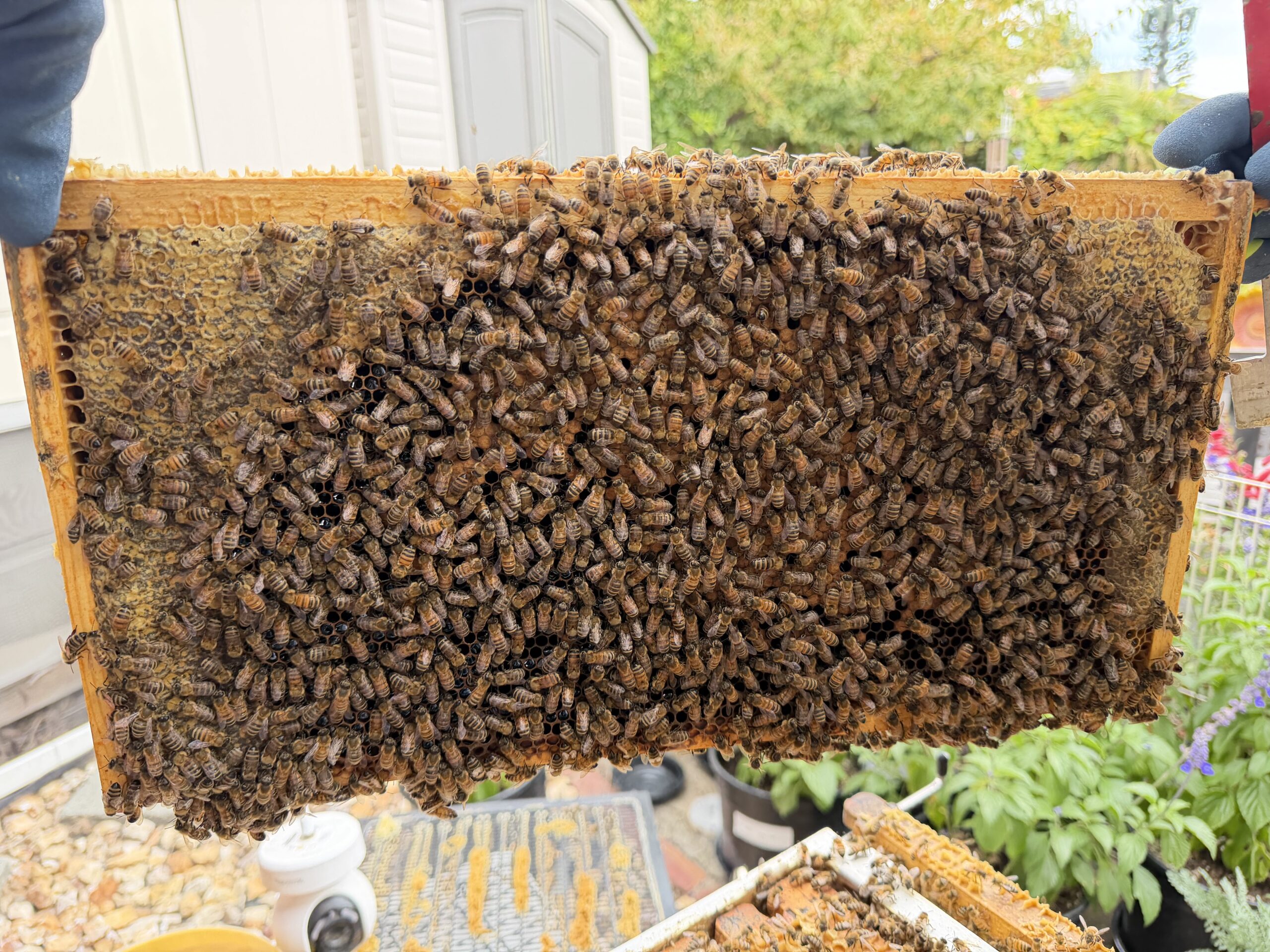 Frame 8 side B