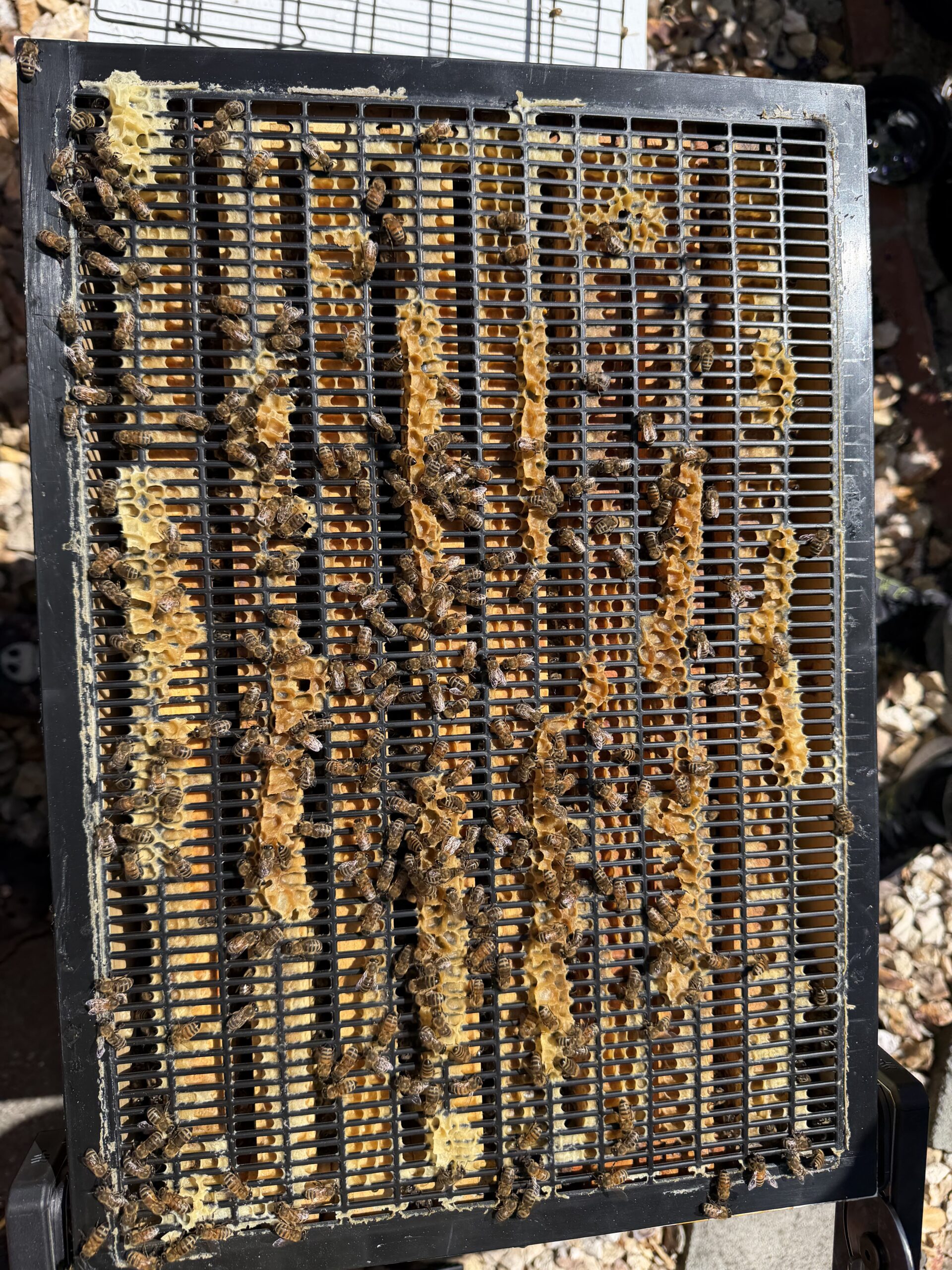 Brood box top view with new metal queen excluder